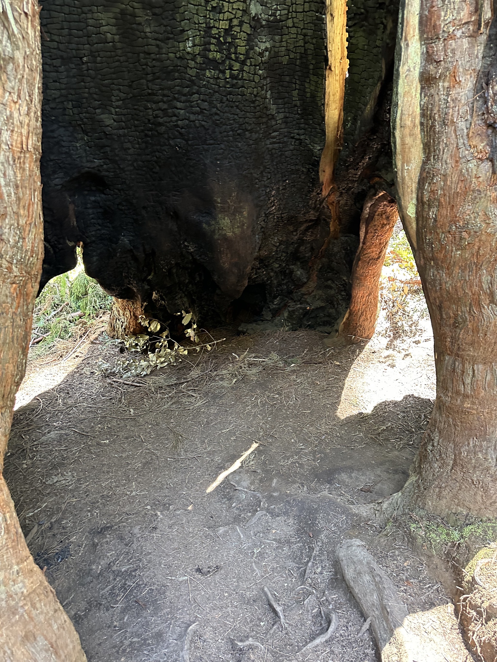 Lady Bird Johnson Grove
