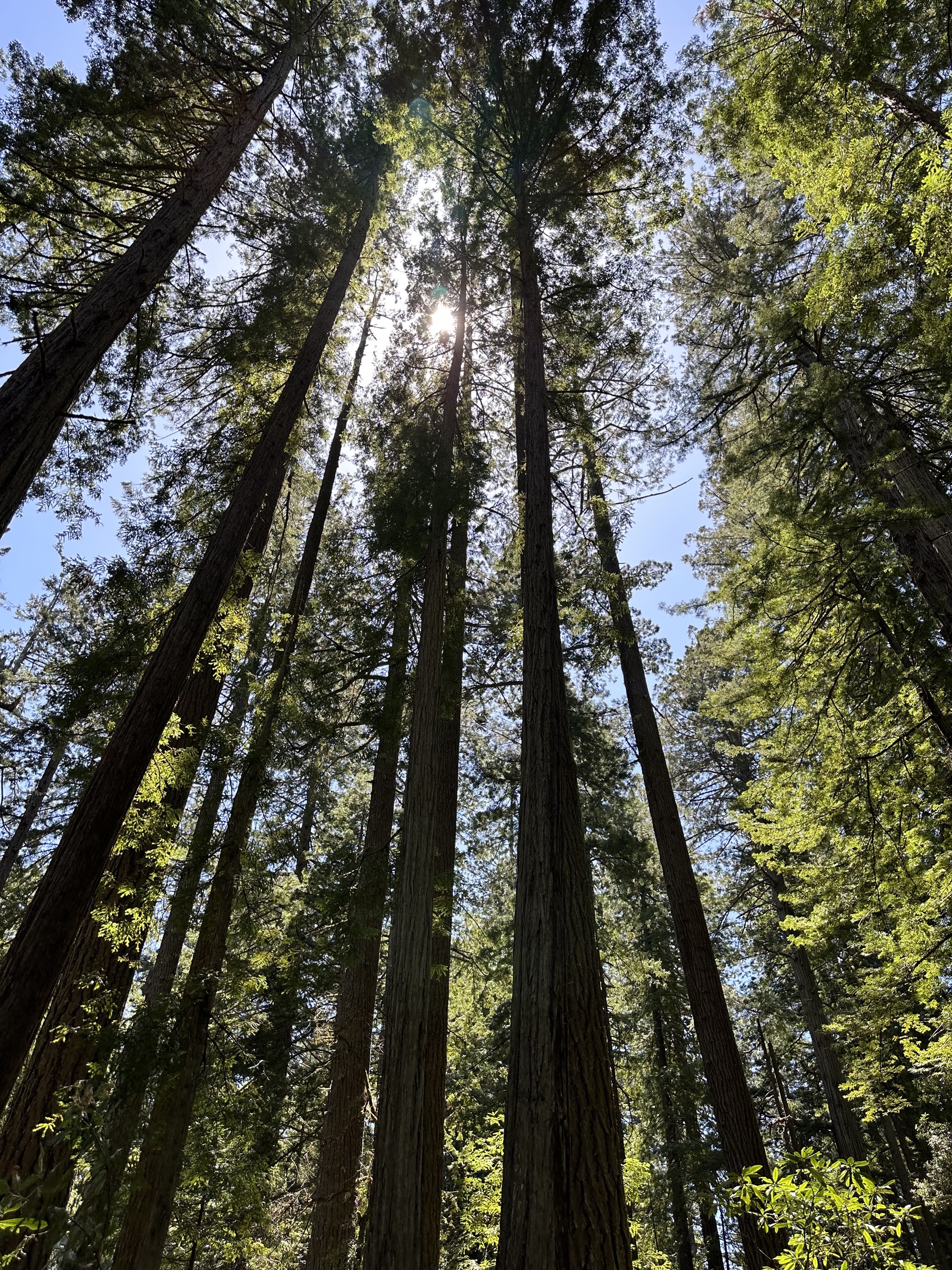 Lady Bird Johnson Grove