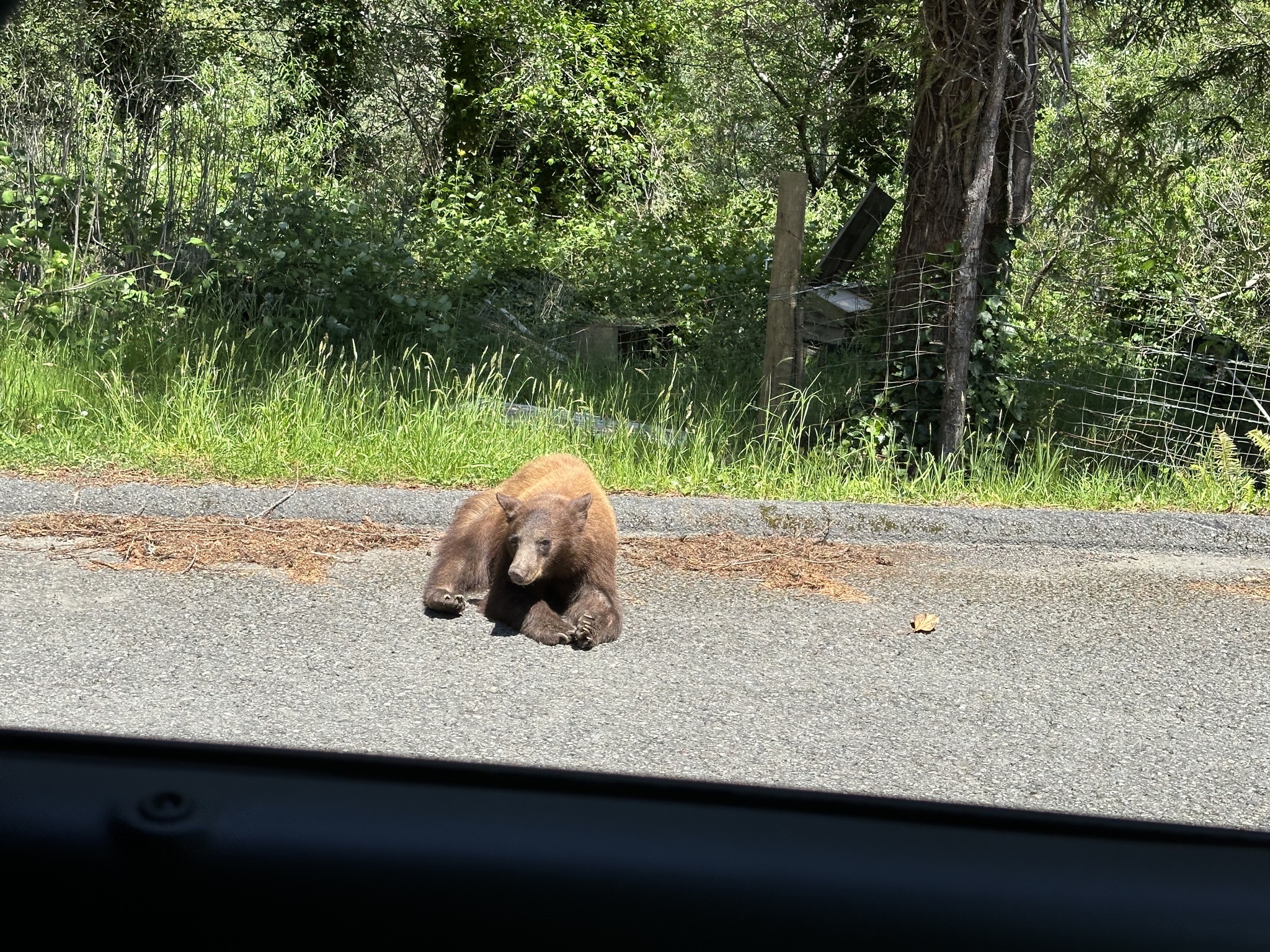 Bear on the side of the road