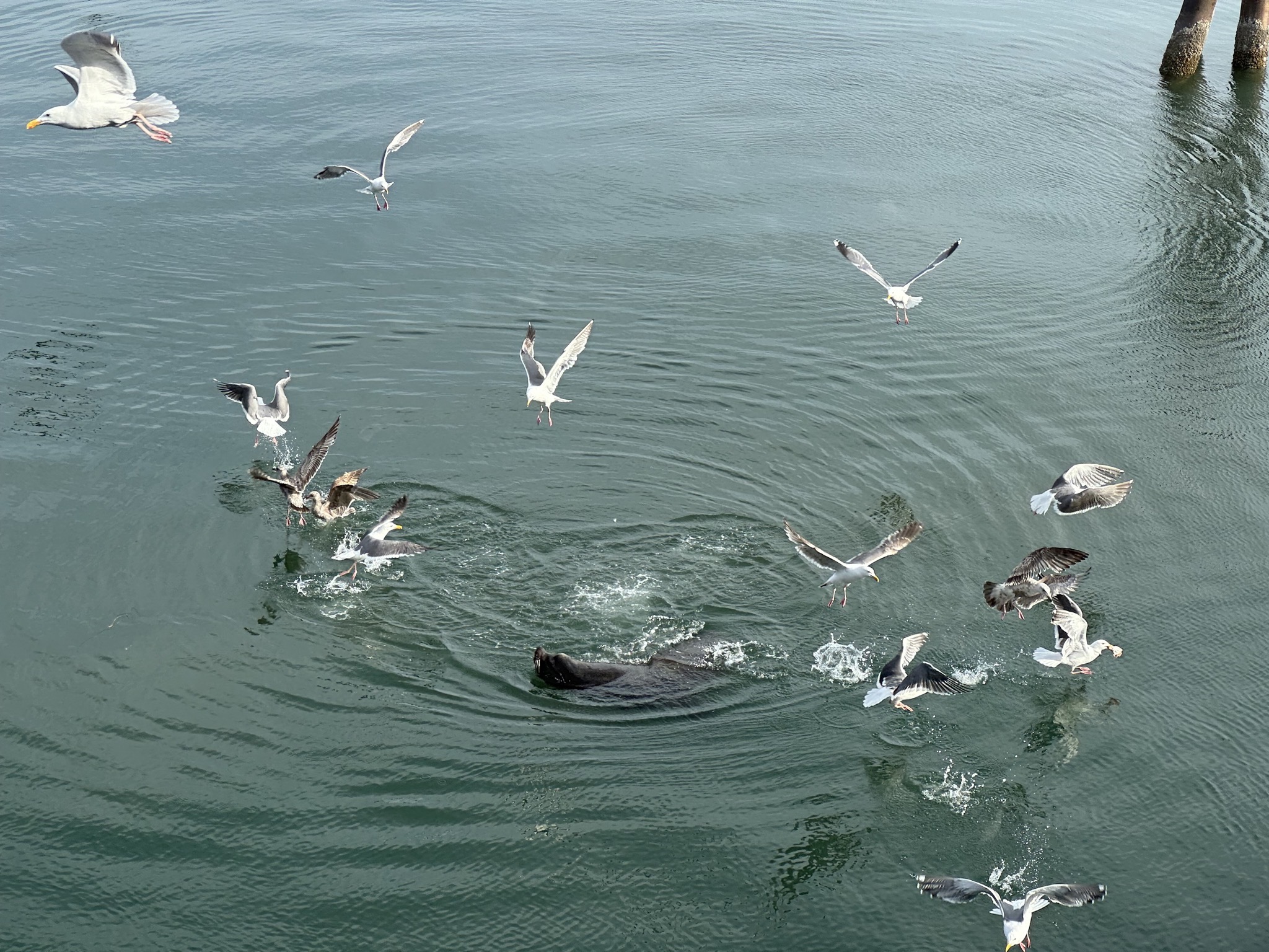 Seagulls and sea lion