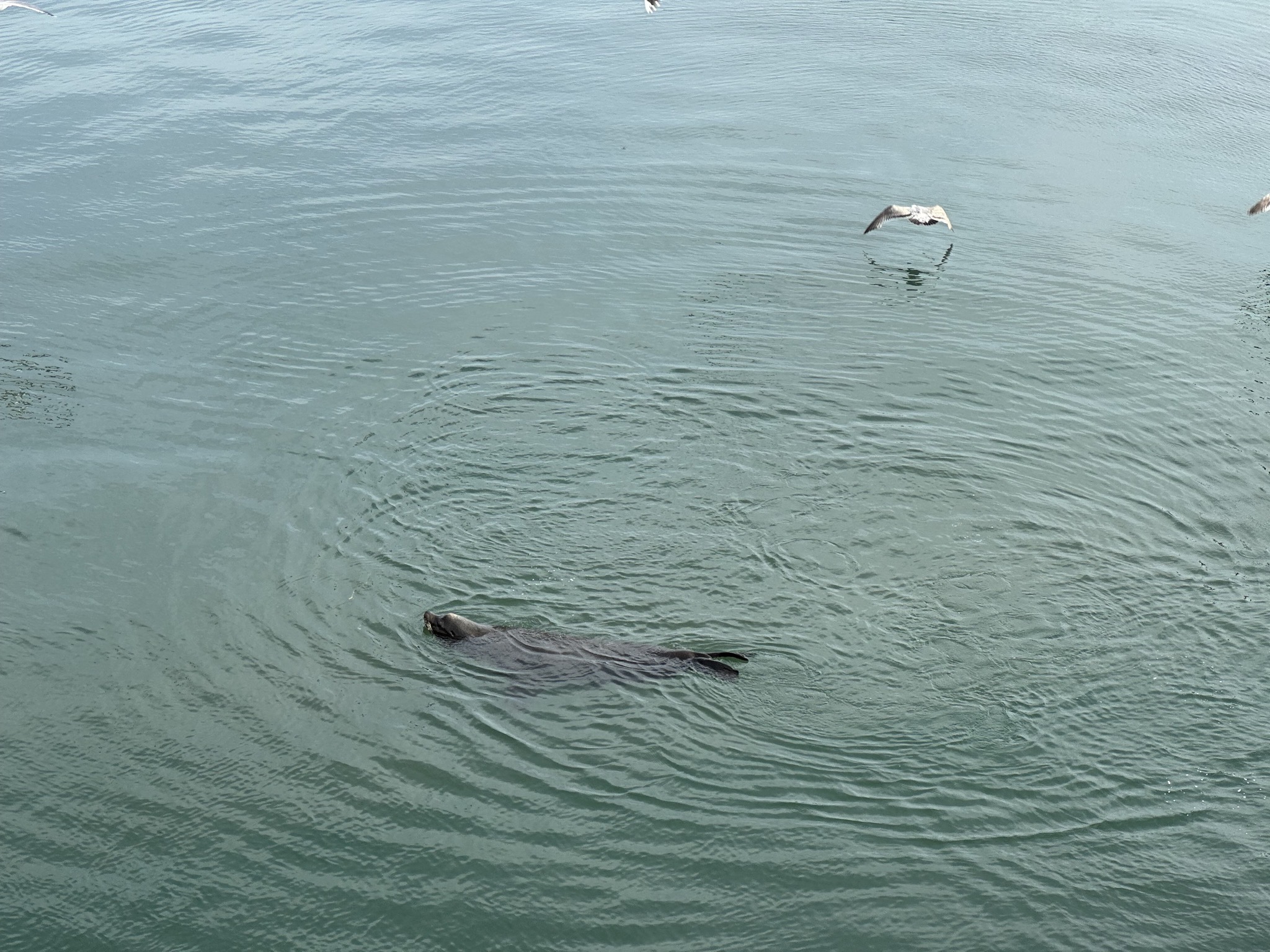 Seagulls and sea lion