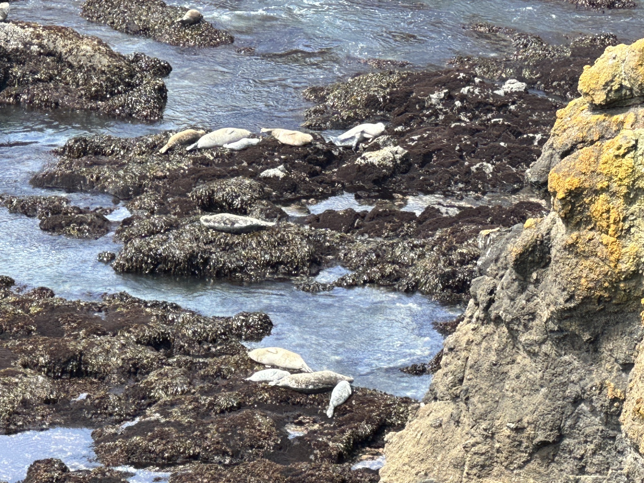 Yaquina Head