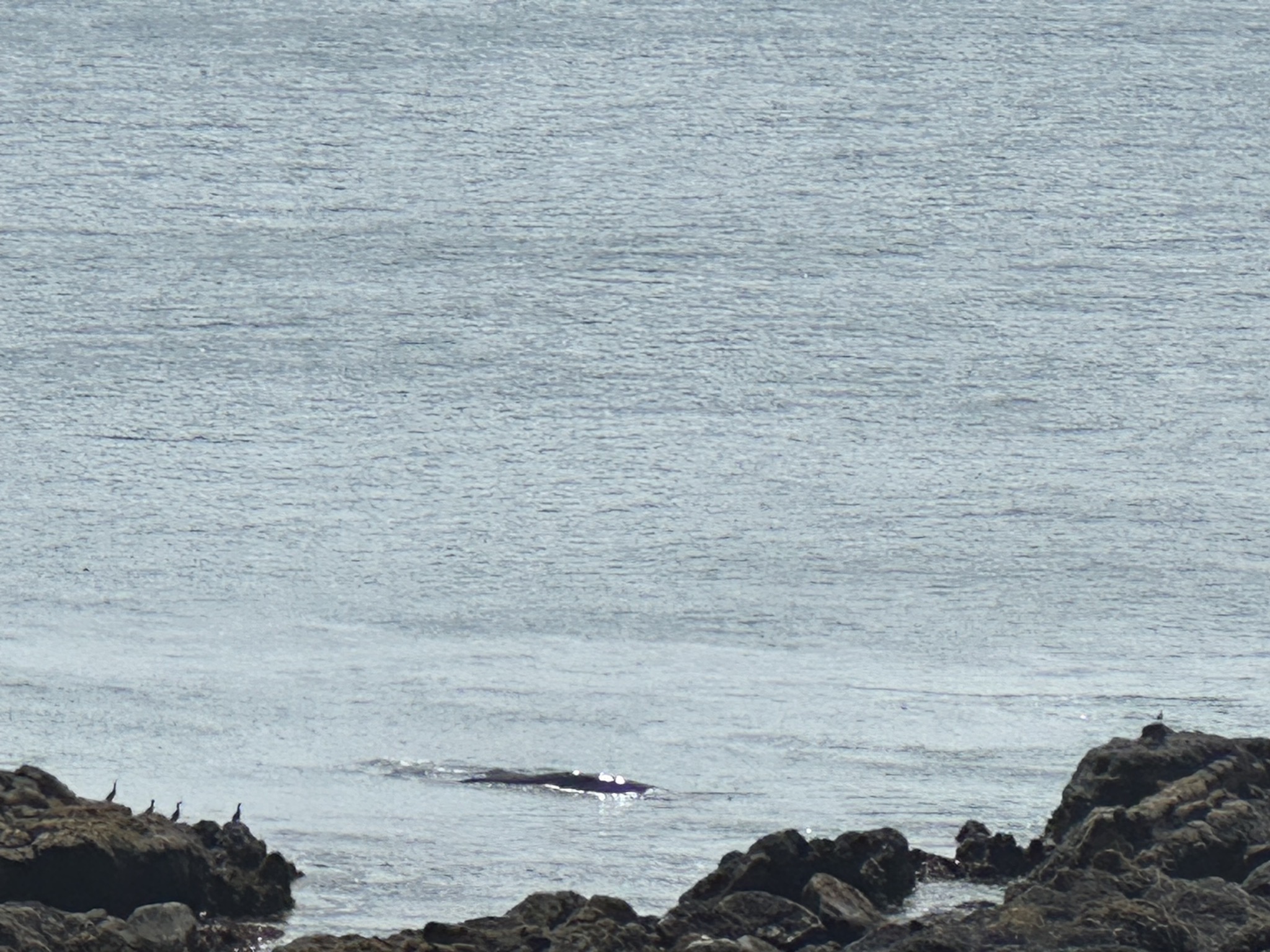 Whale