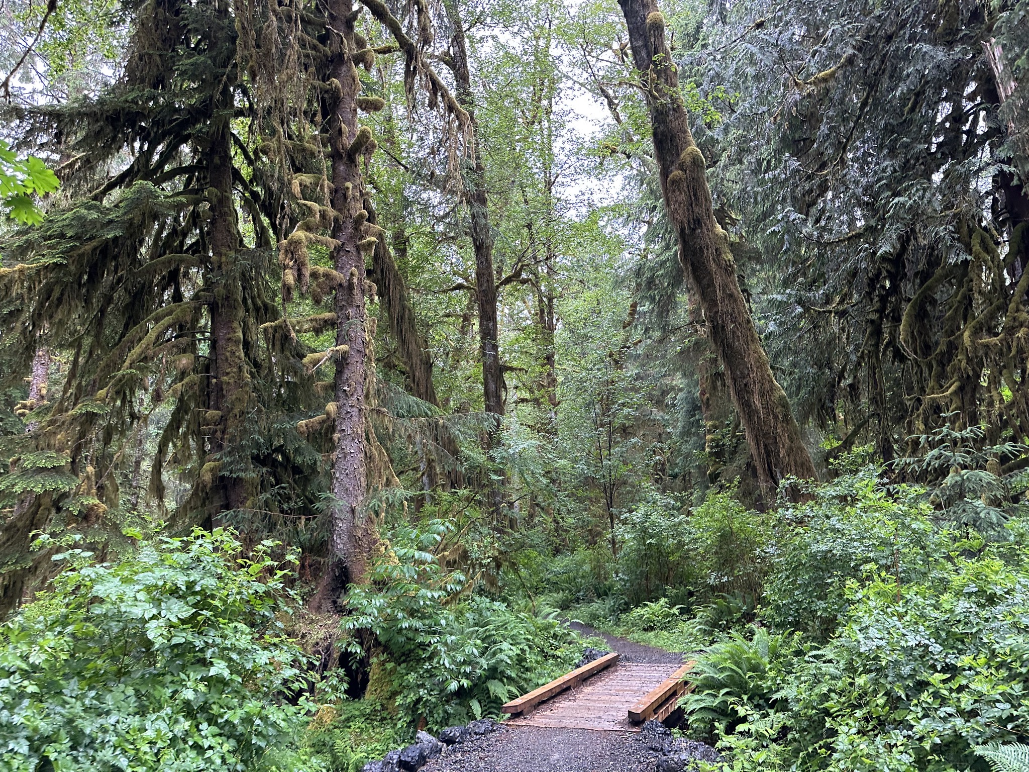 Maple Glade Rain Forest Trail