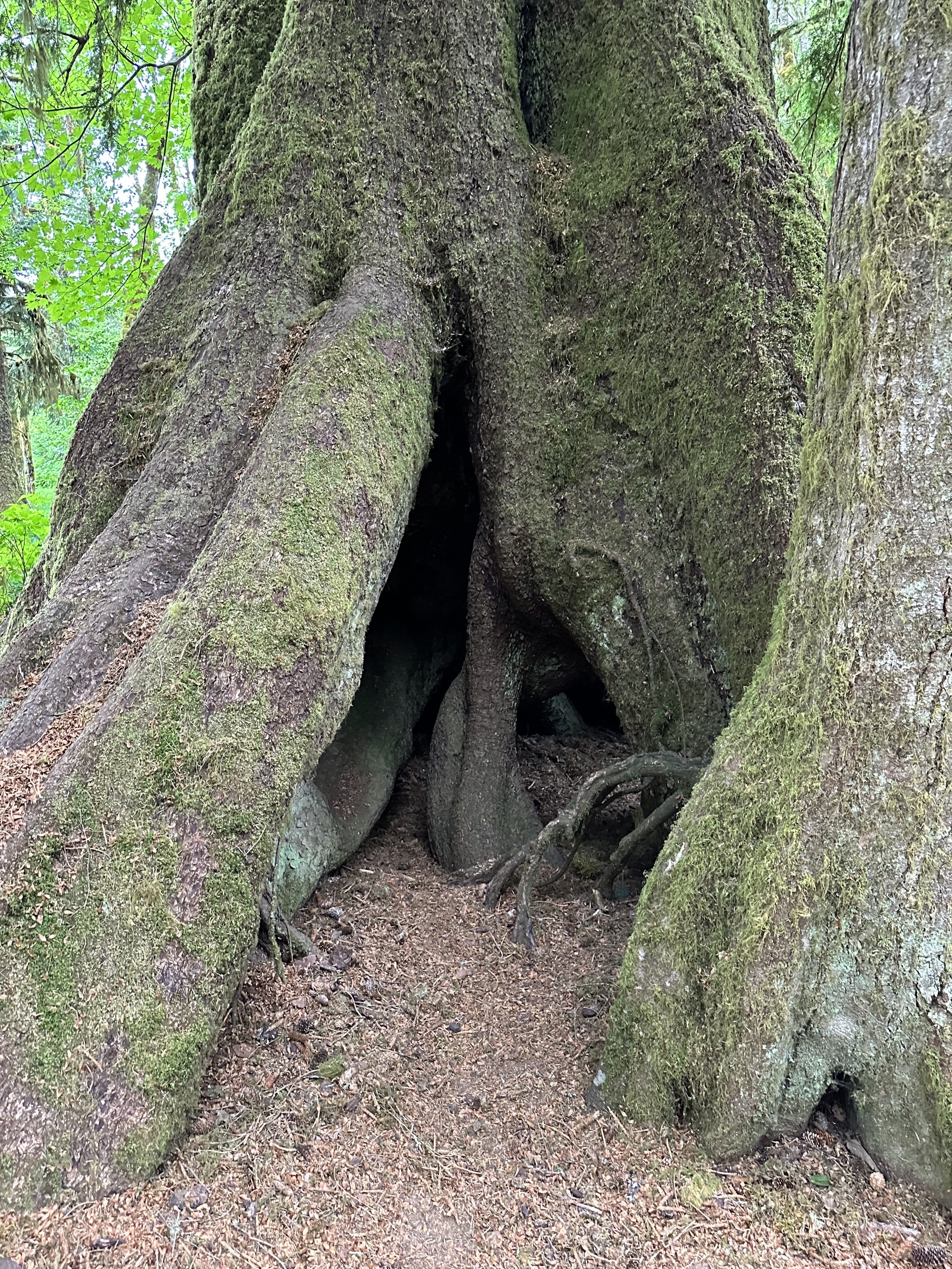 Maple Glade Rain Forest Trail