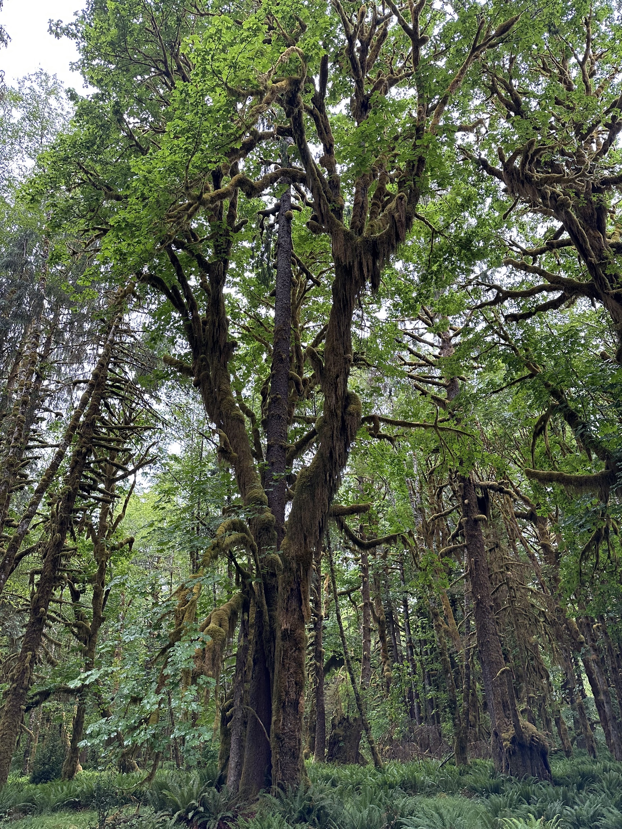 Maple Glade Rain Forest Trail