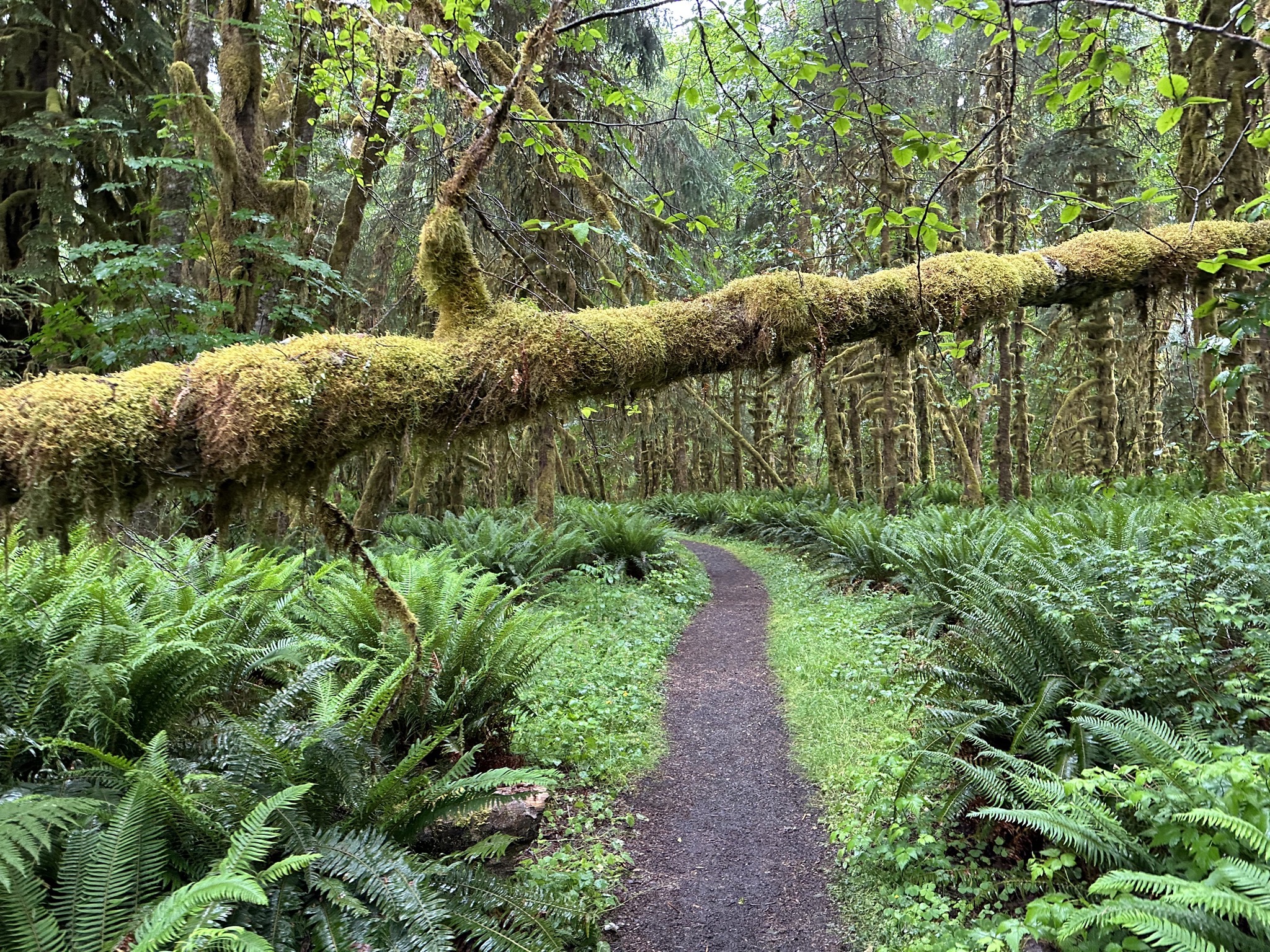 Maple Glade Rain Forest Trail