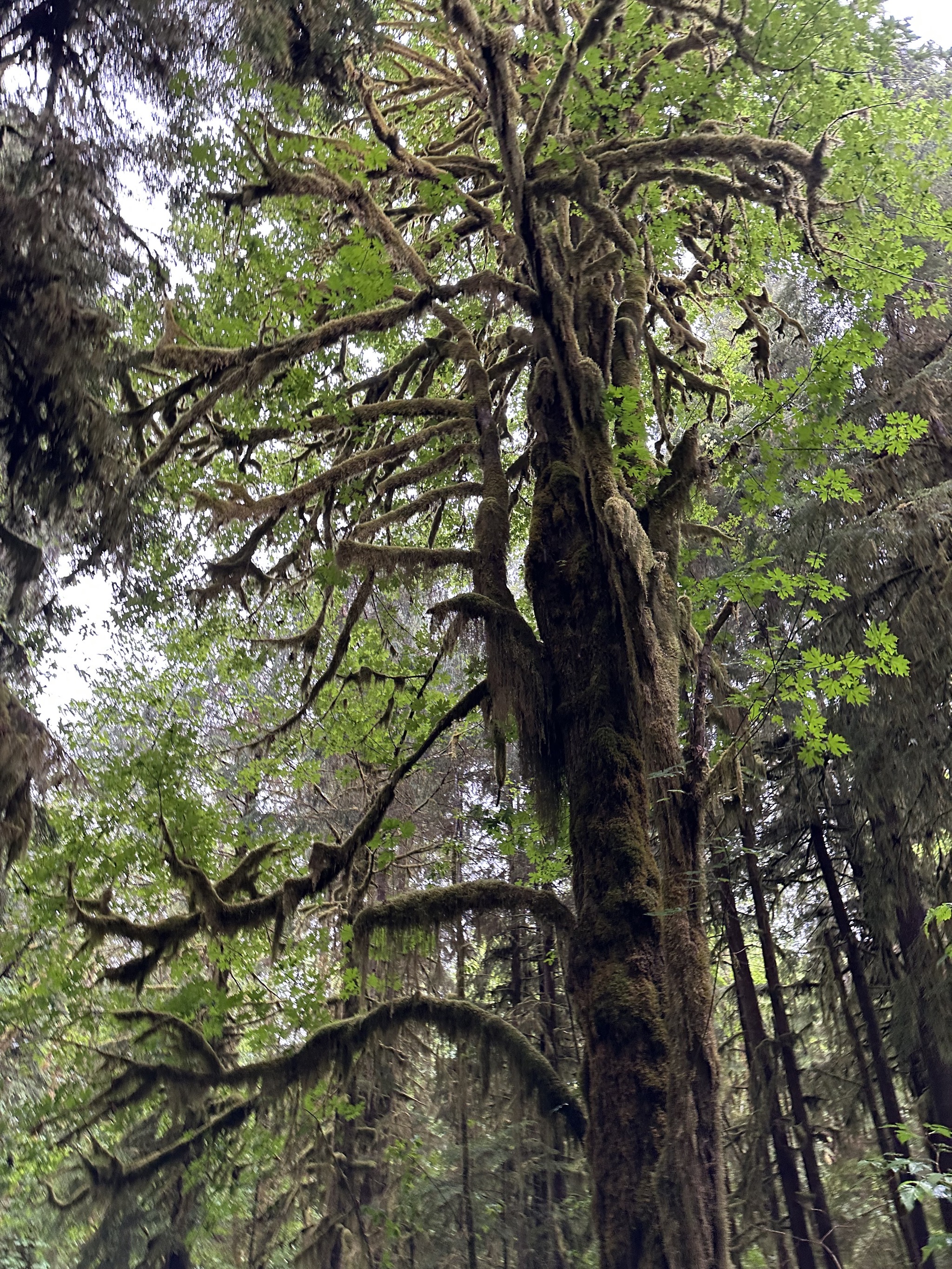 Maple Glade Rain Forest Trail