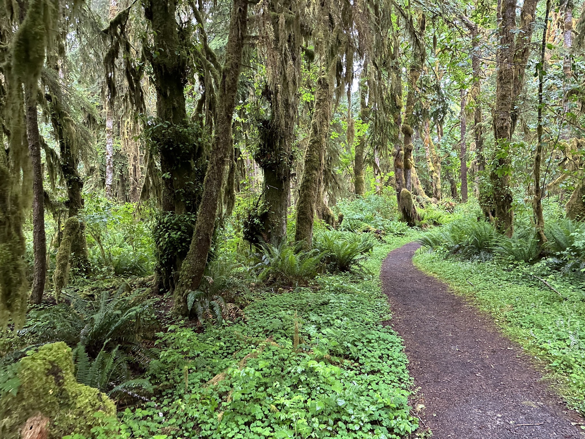 Maple Glade Rain Forest Trail