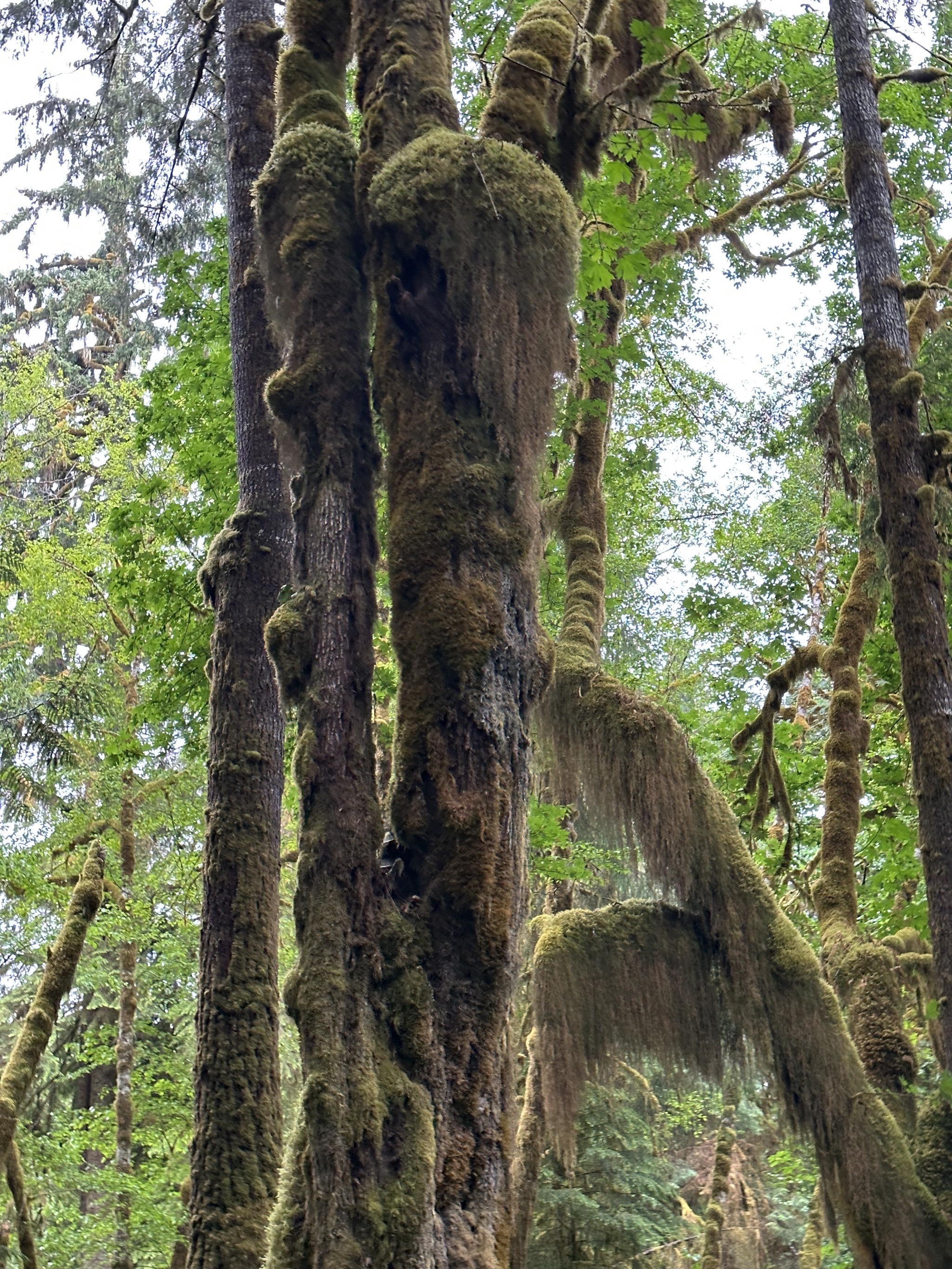 Maple Glade Rain Forest Trail