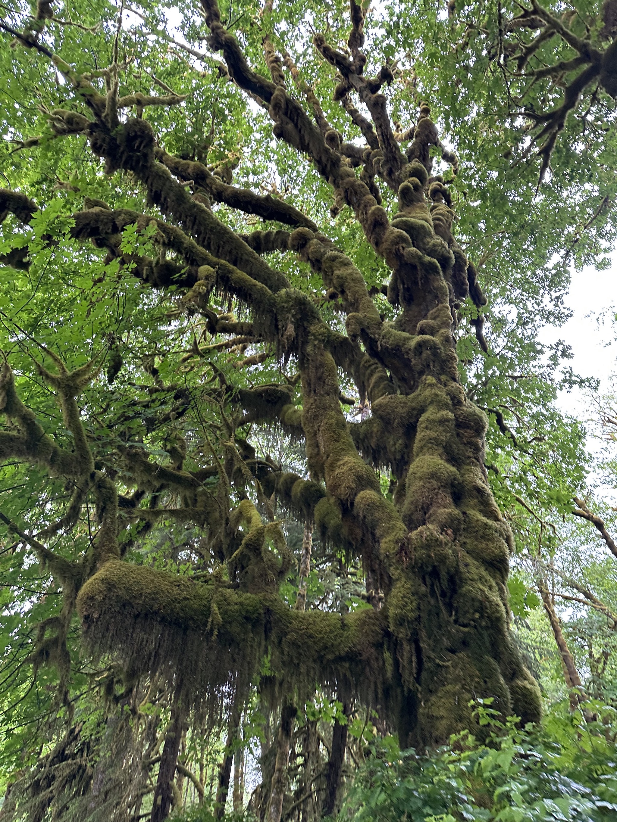 Maple Glade Rain Forest Trail