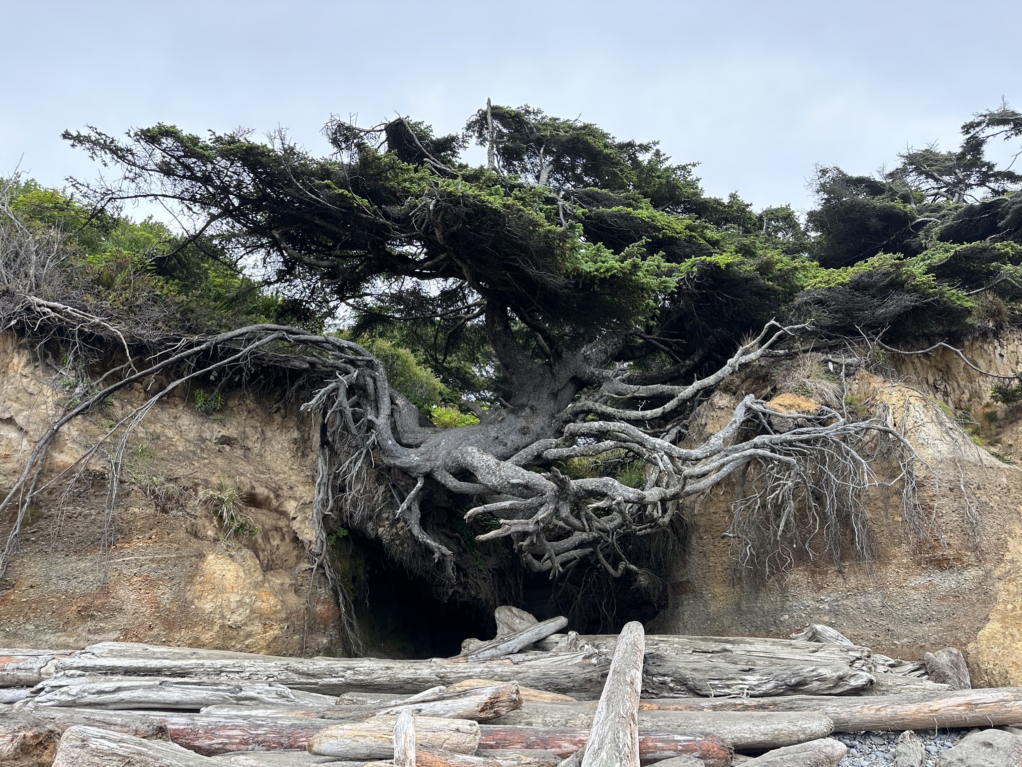 Tree of Life