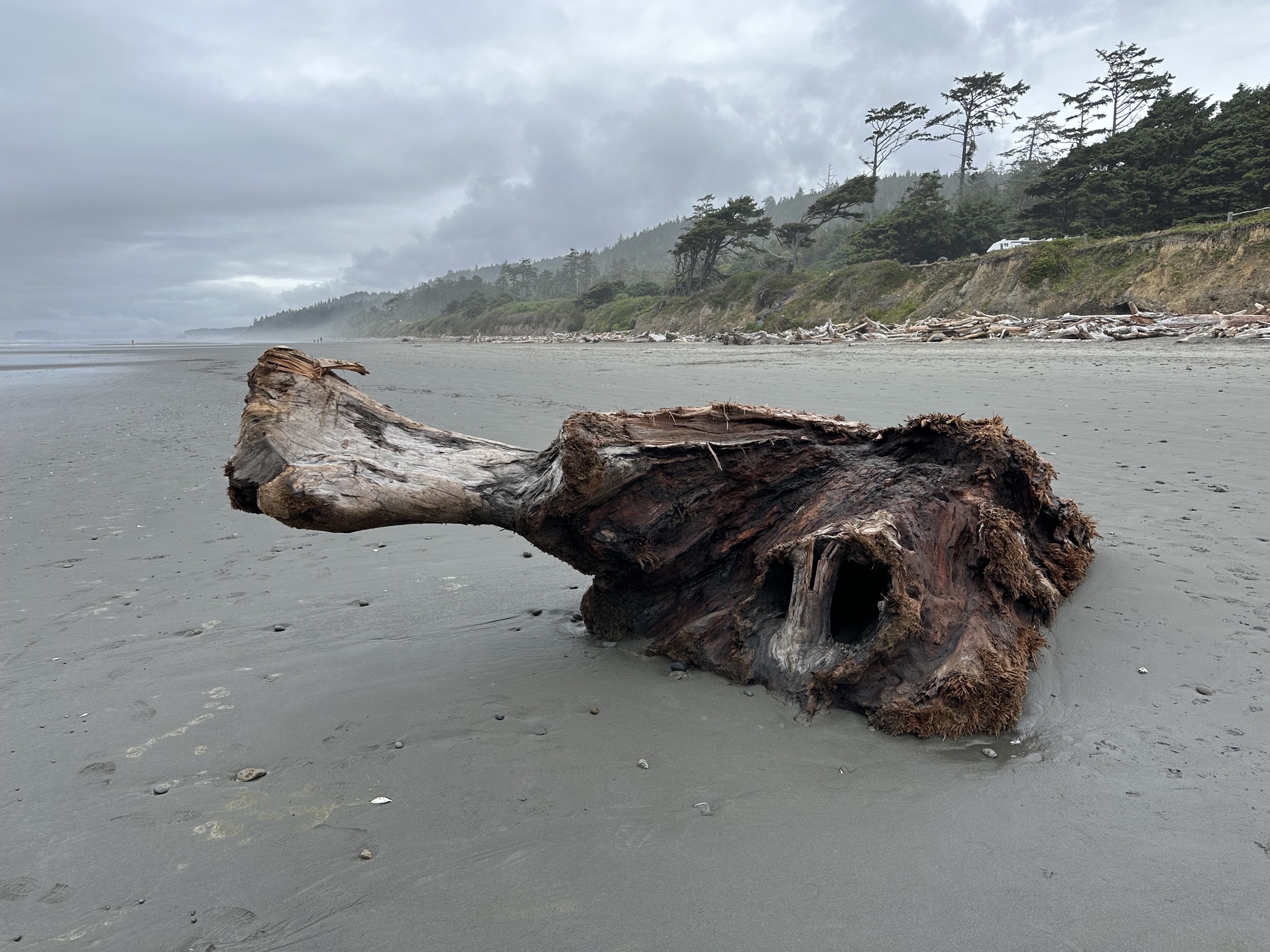 Kalaloch Beach