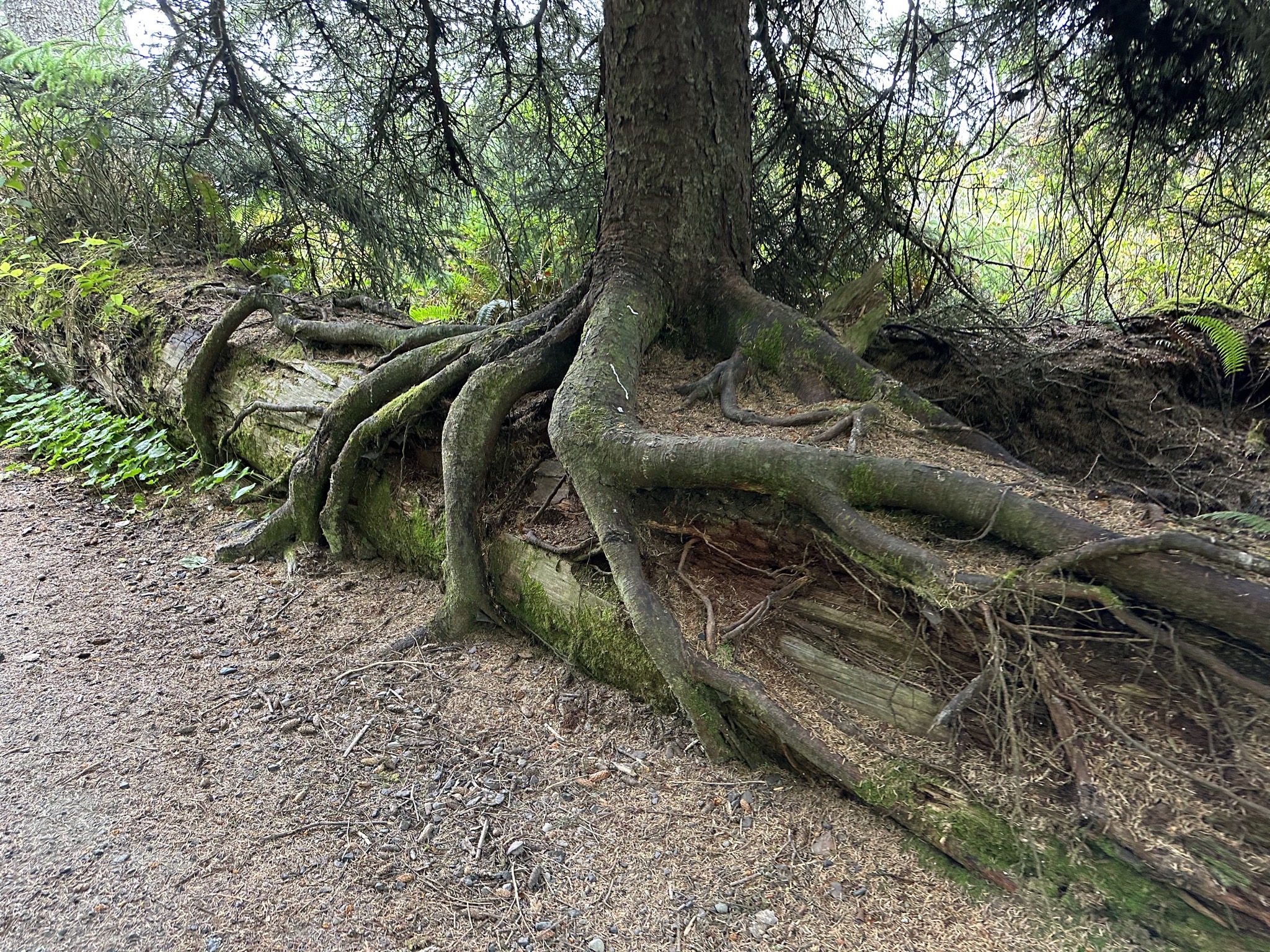 Beach 4 Nature Trail