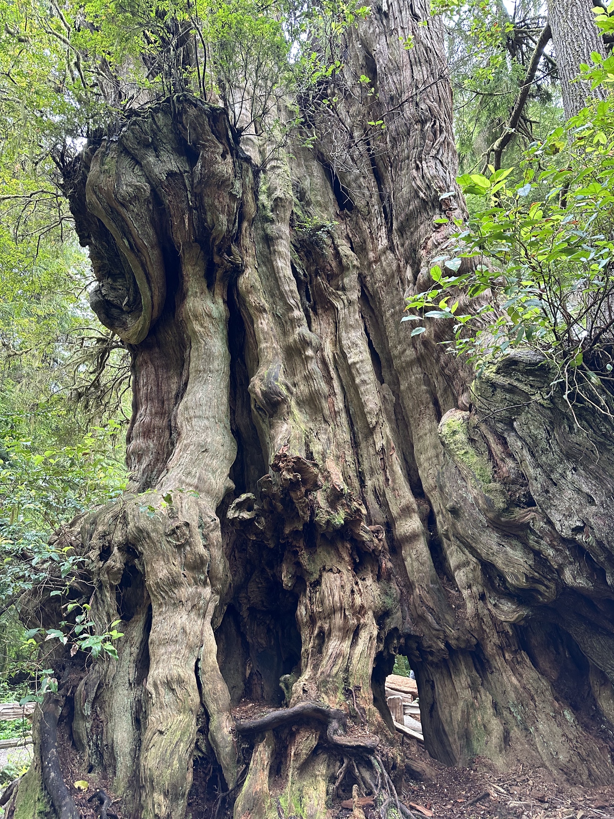 Big Cedar Nature Trail