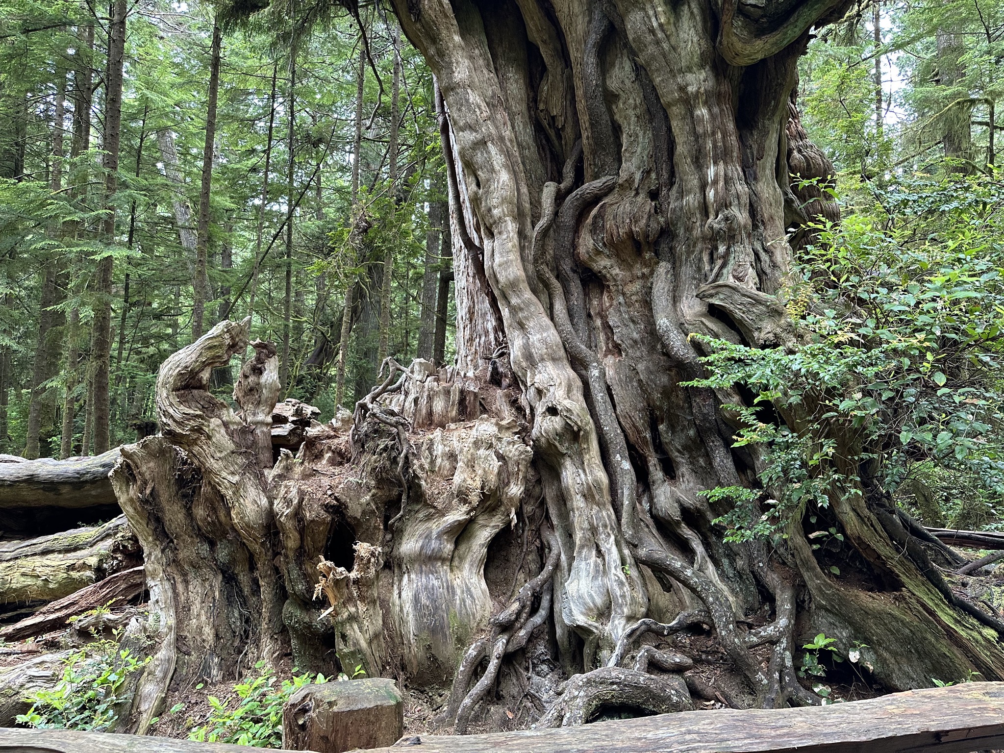 Big Cedar Nature Trail