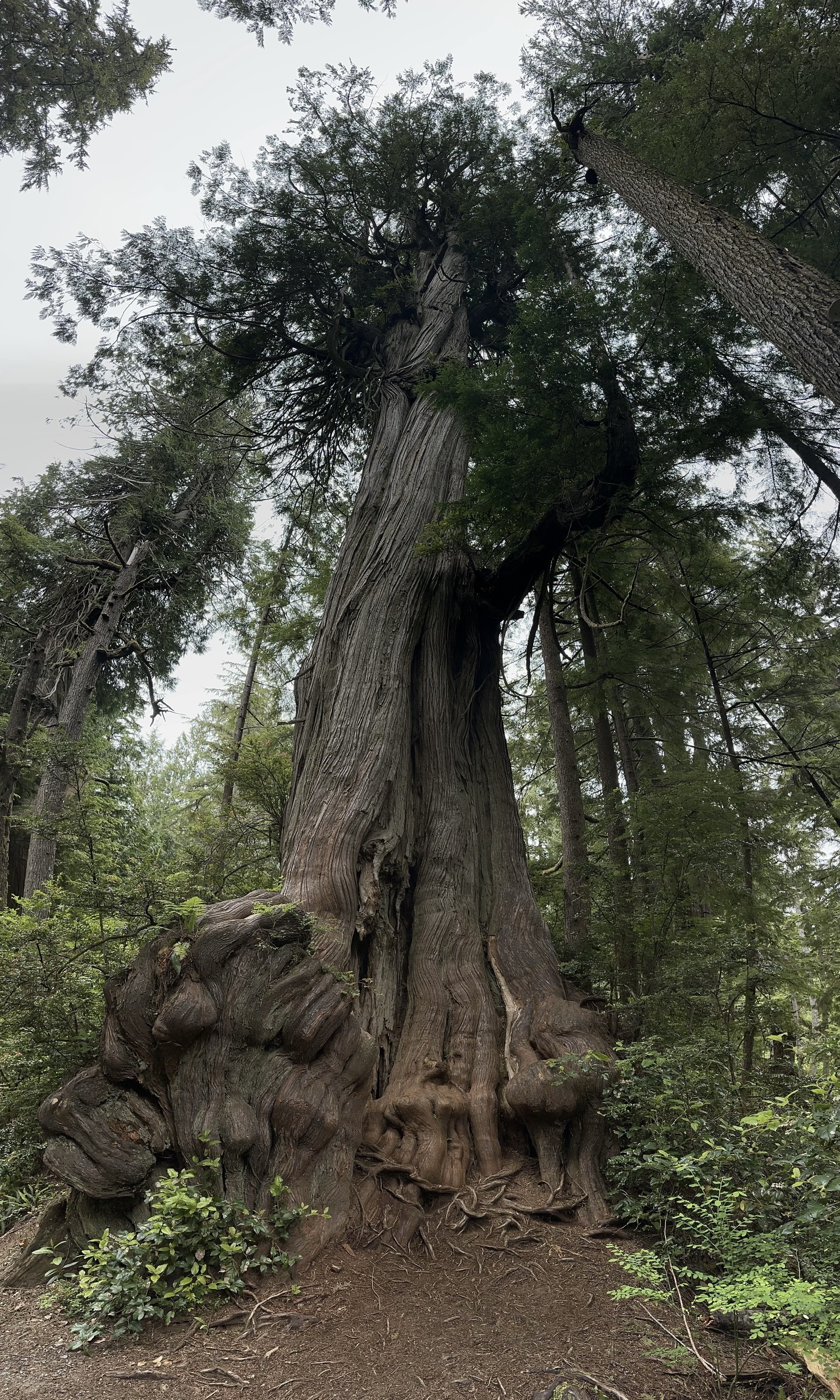 Big Cedar Nature Trail