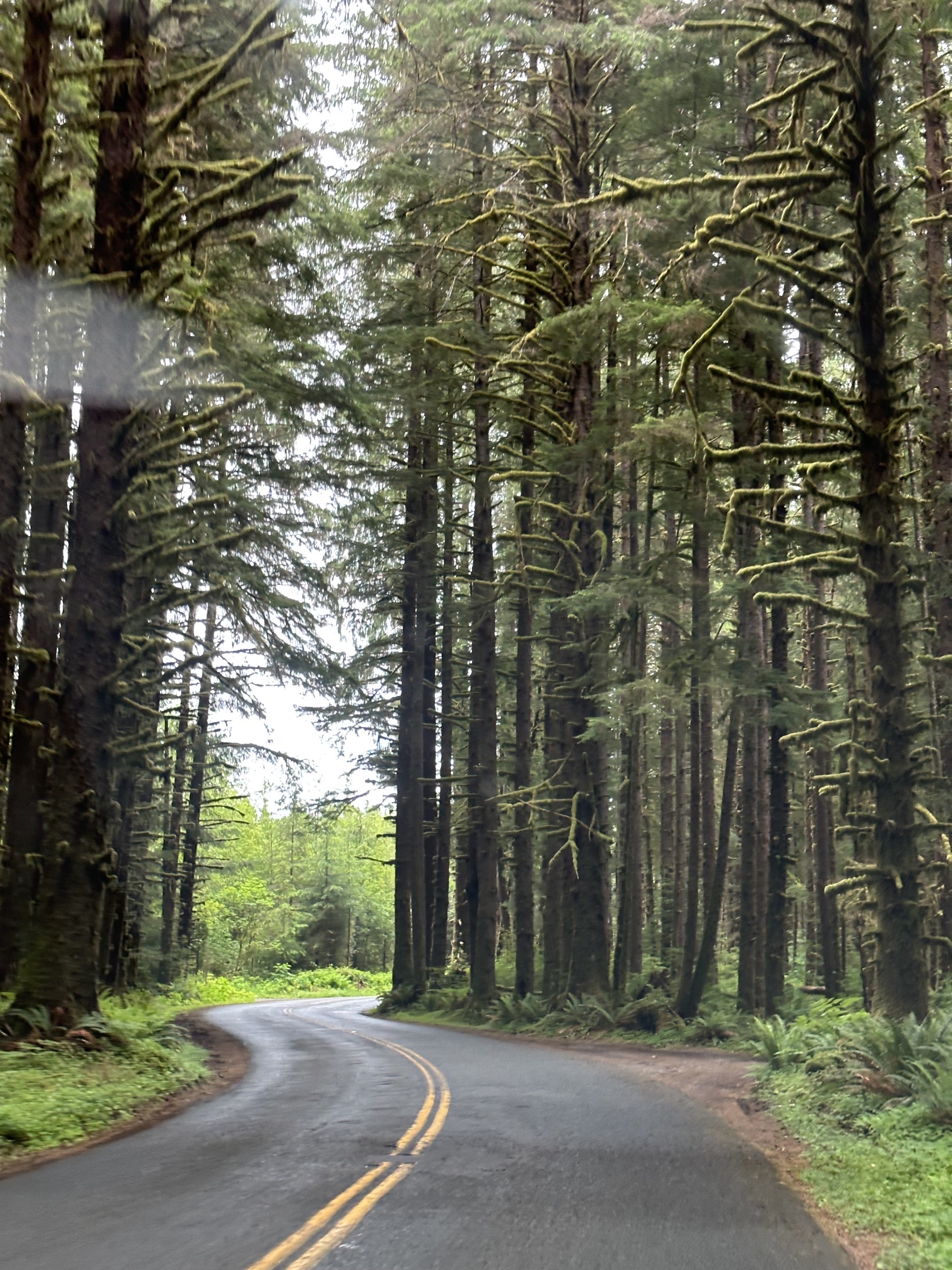 Hoh Rain Forest