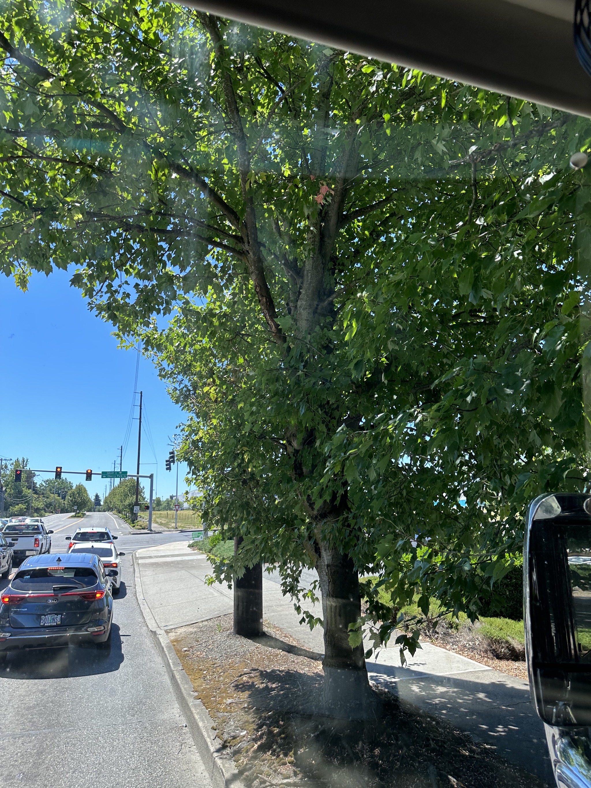 Trees