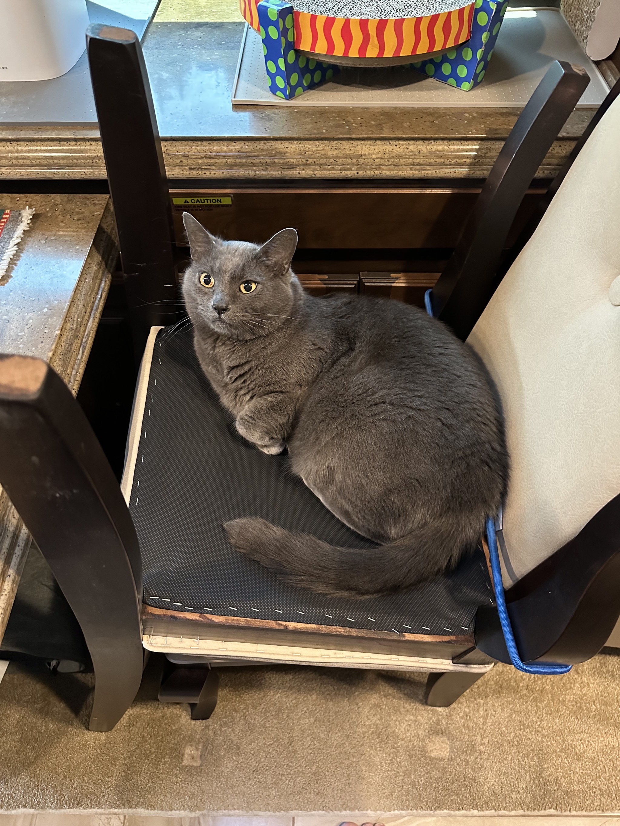 Paladin on dining chairs