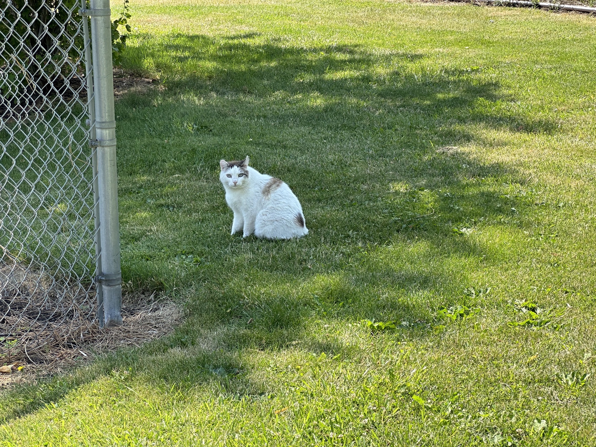 Feral cat