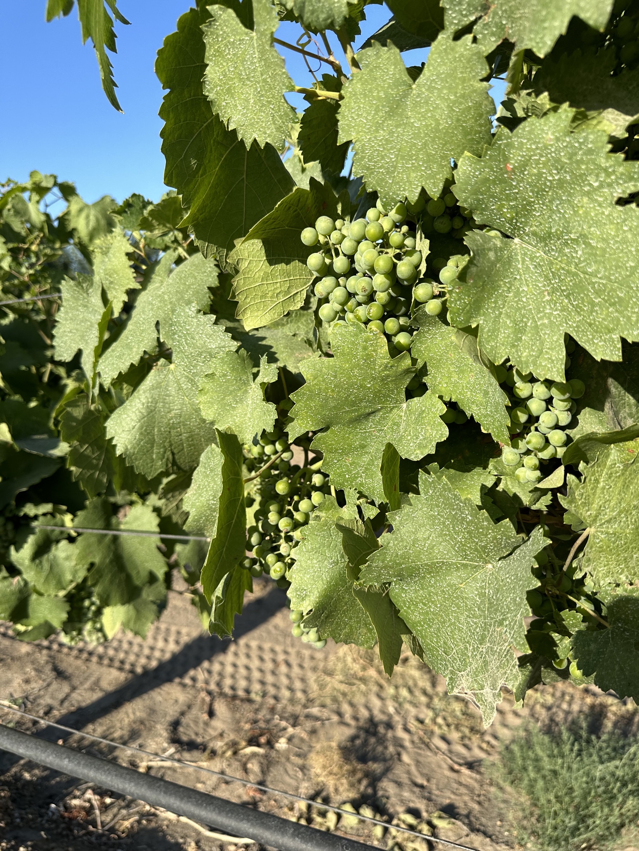 Vines