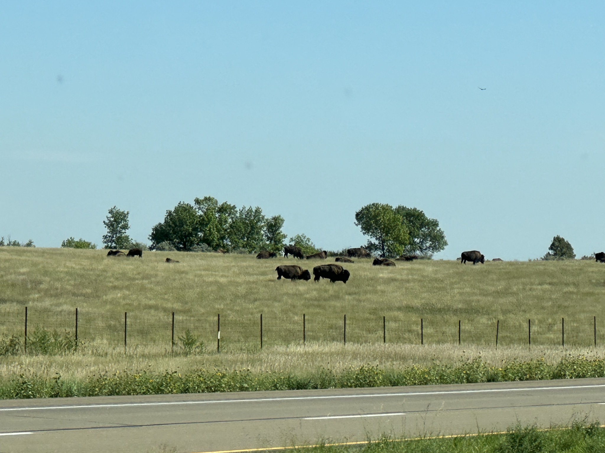 Bison