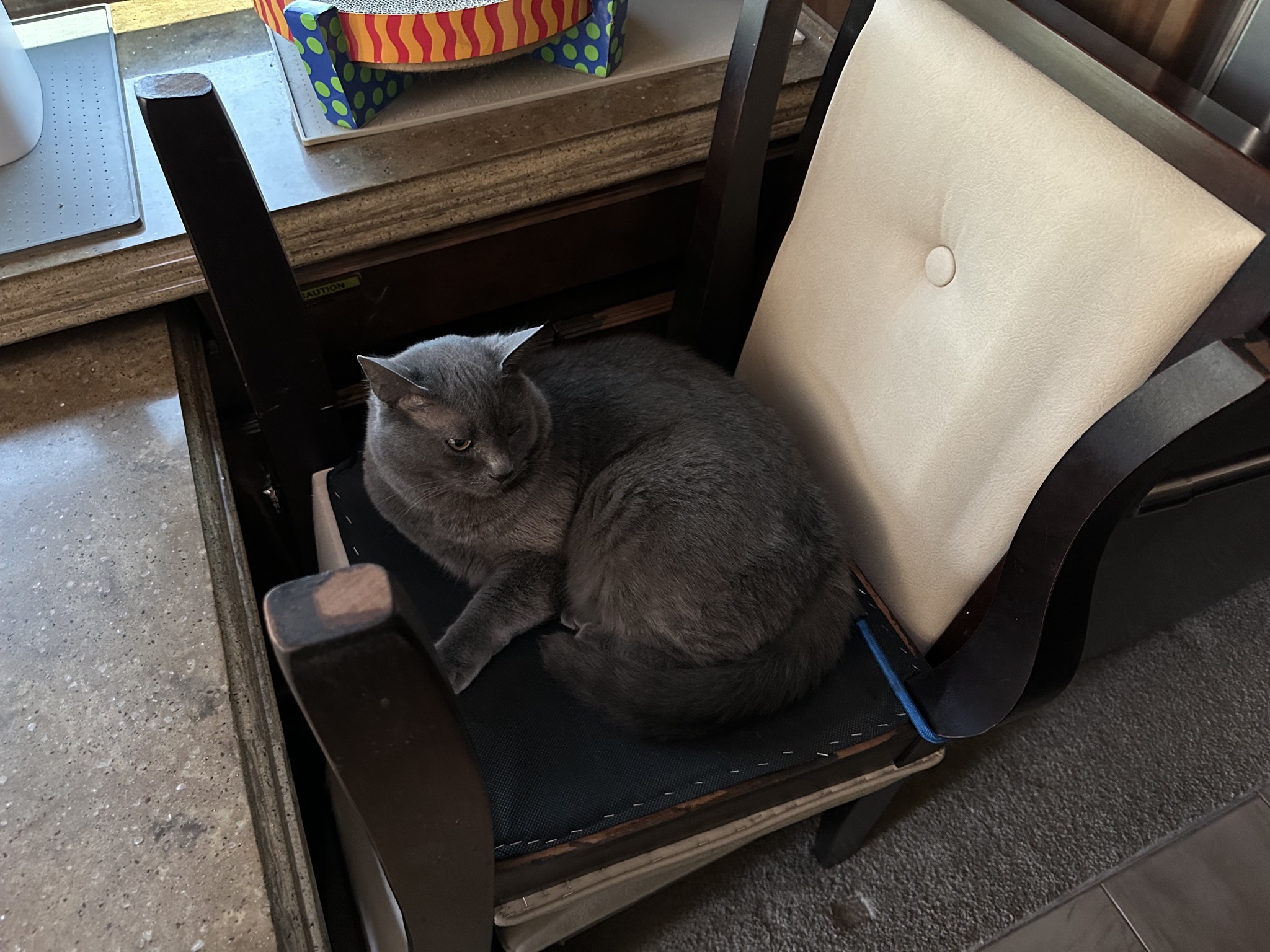 Paladin on upturned dining chairs