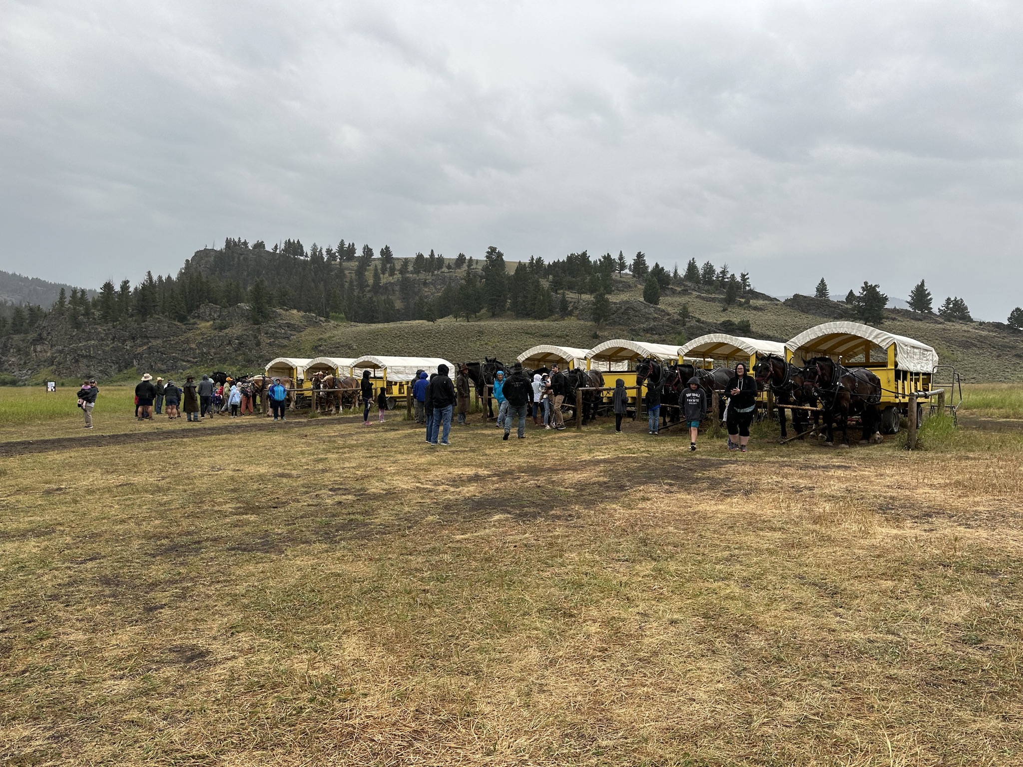 Horses and wagons