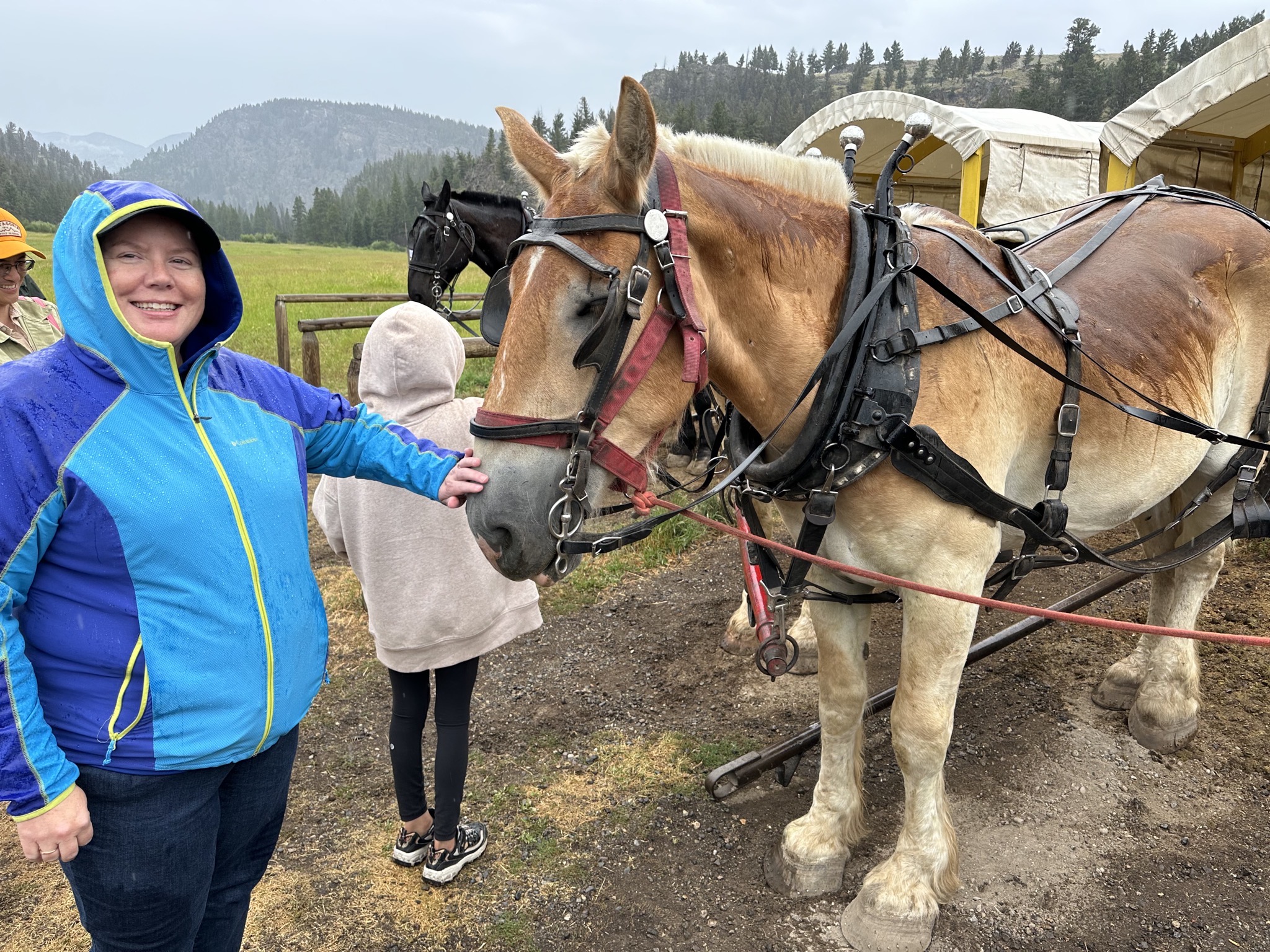 Horses and wagons