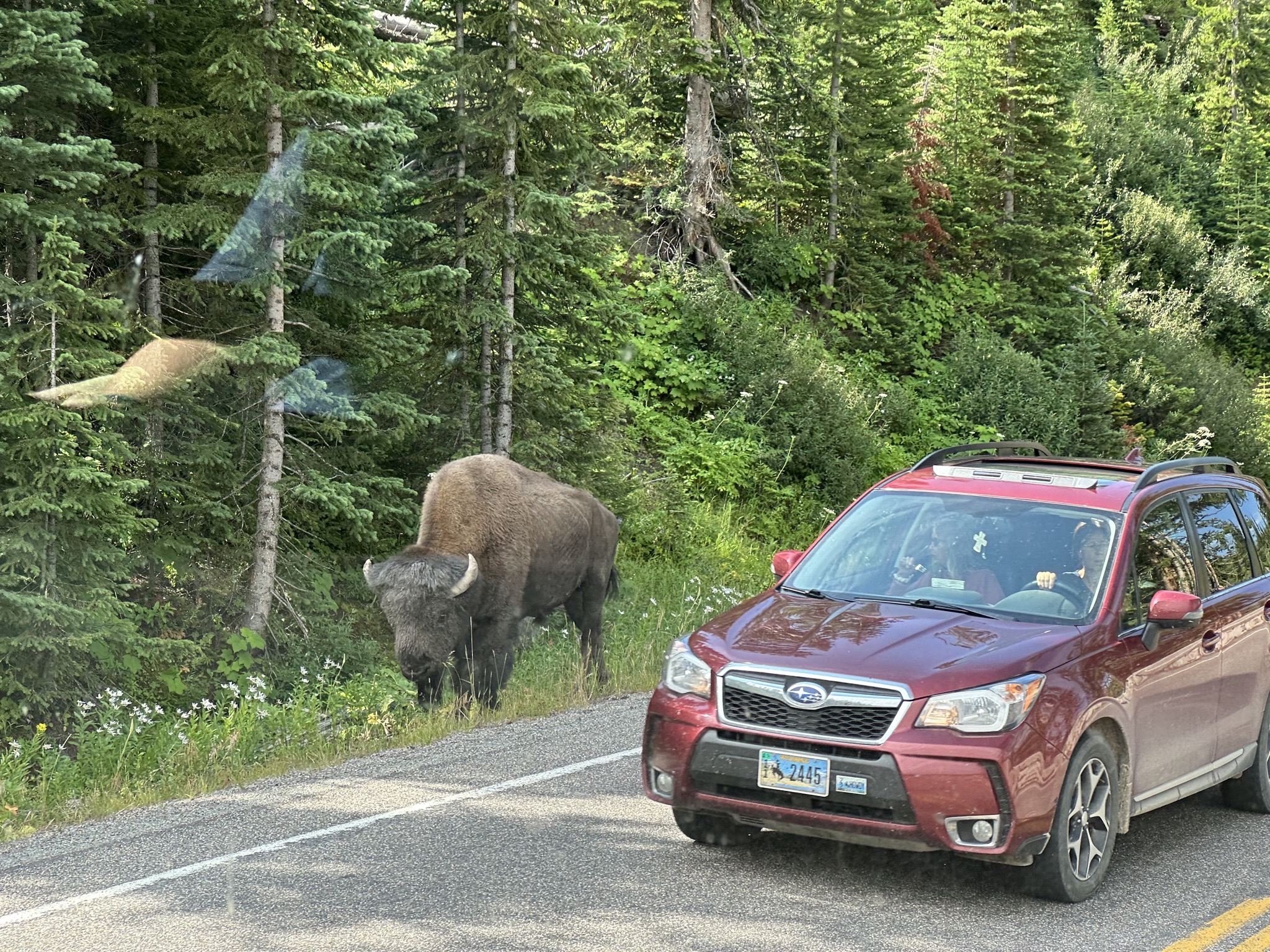 Bison