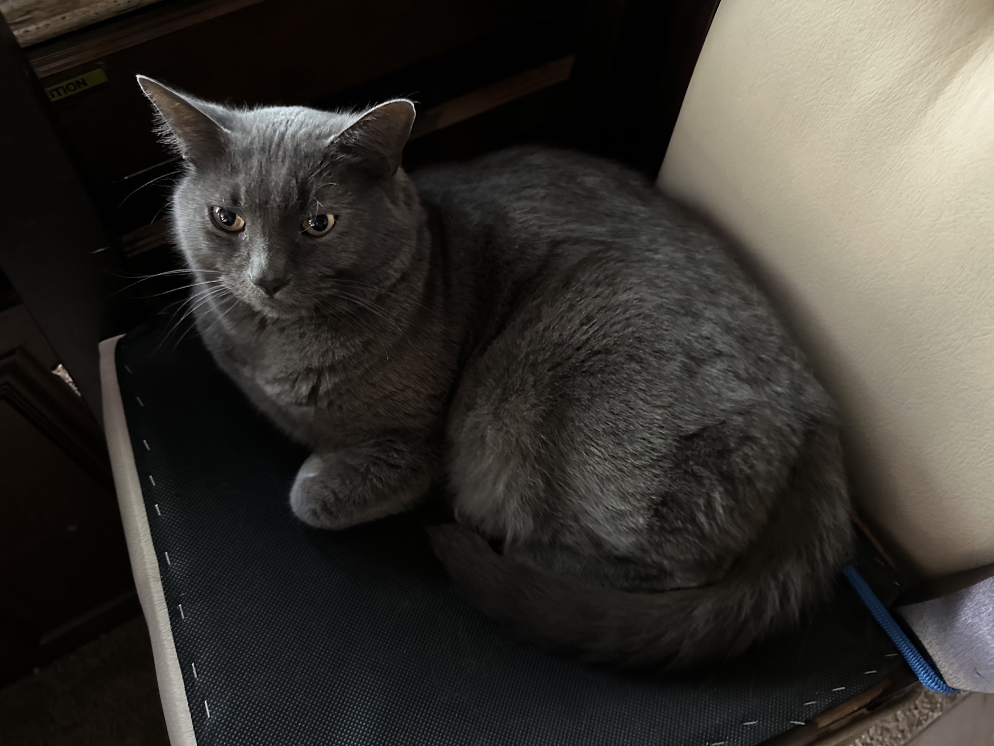 Paladin on upturned dining chairs
