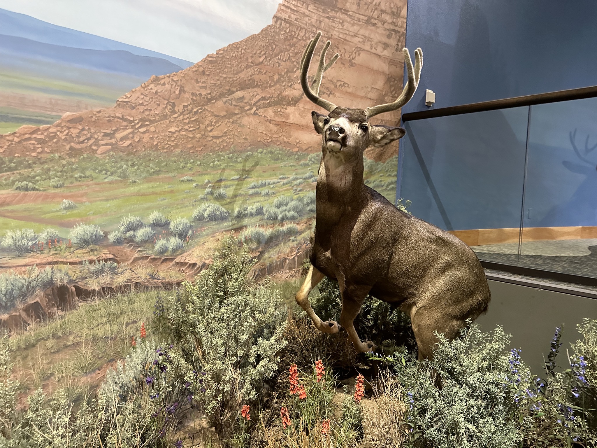 Natural history museum