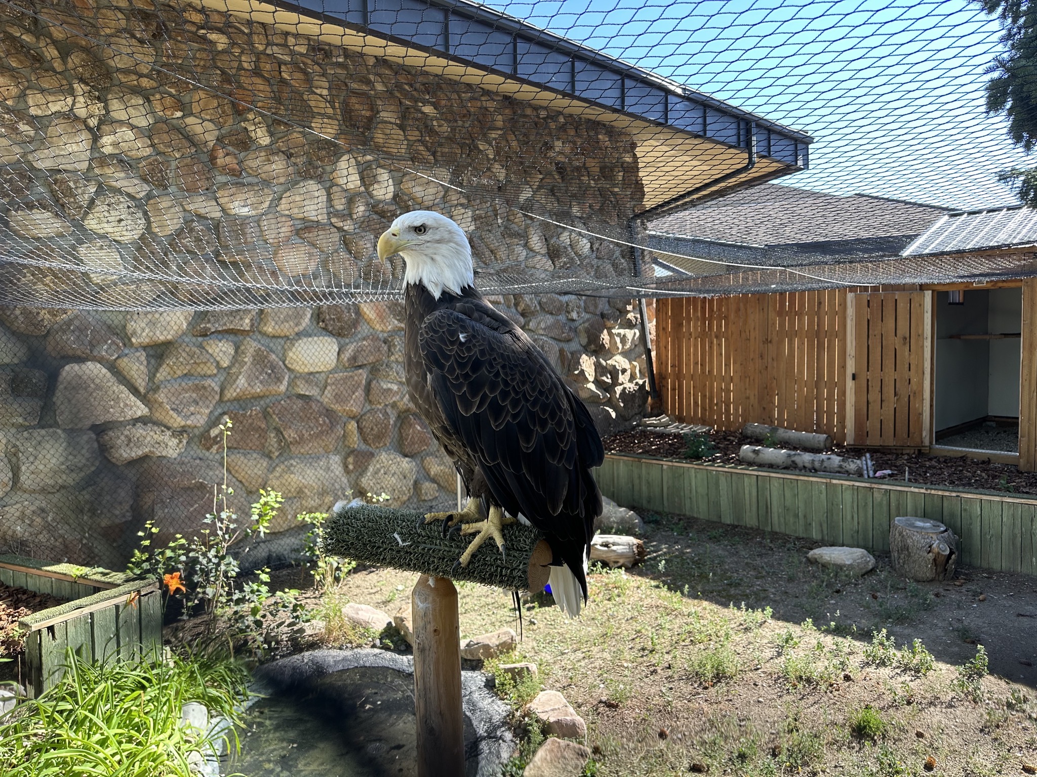 Bald eagle