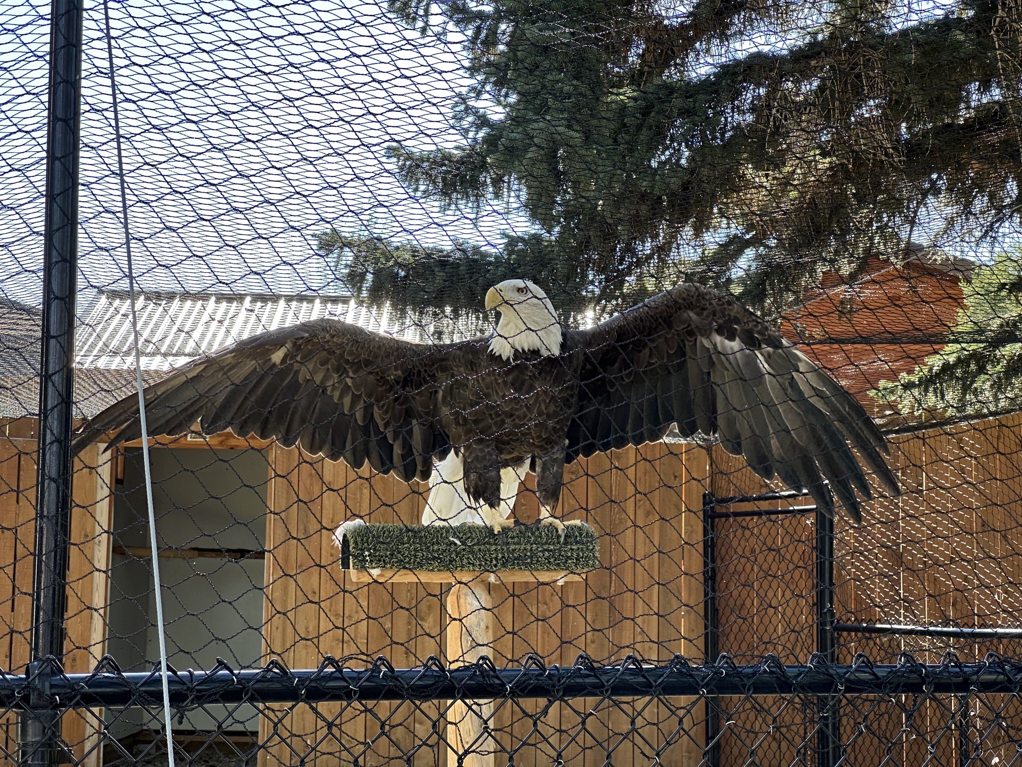 Bald eagle