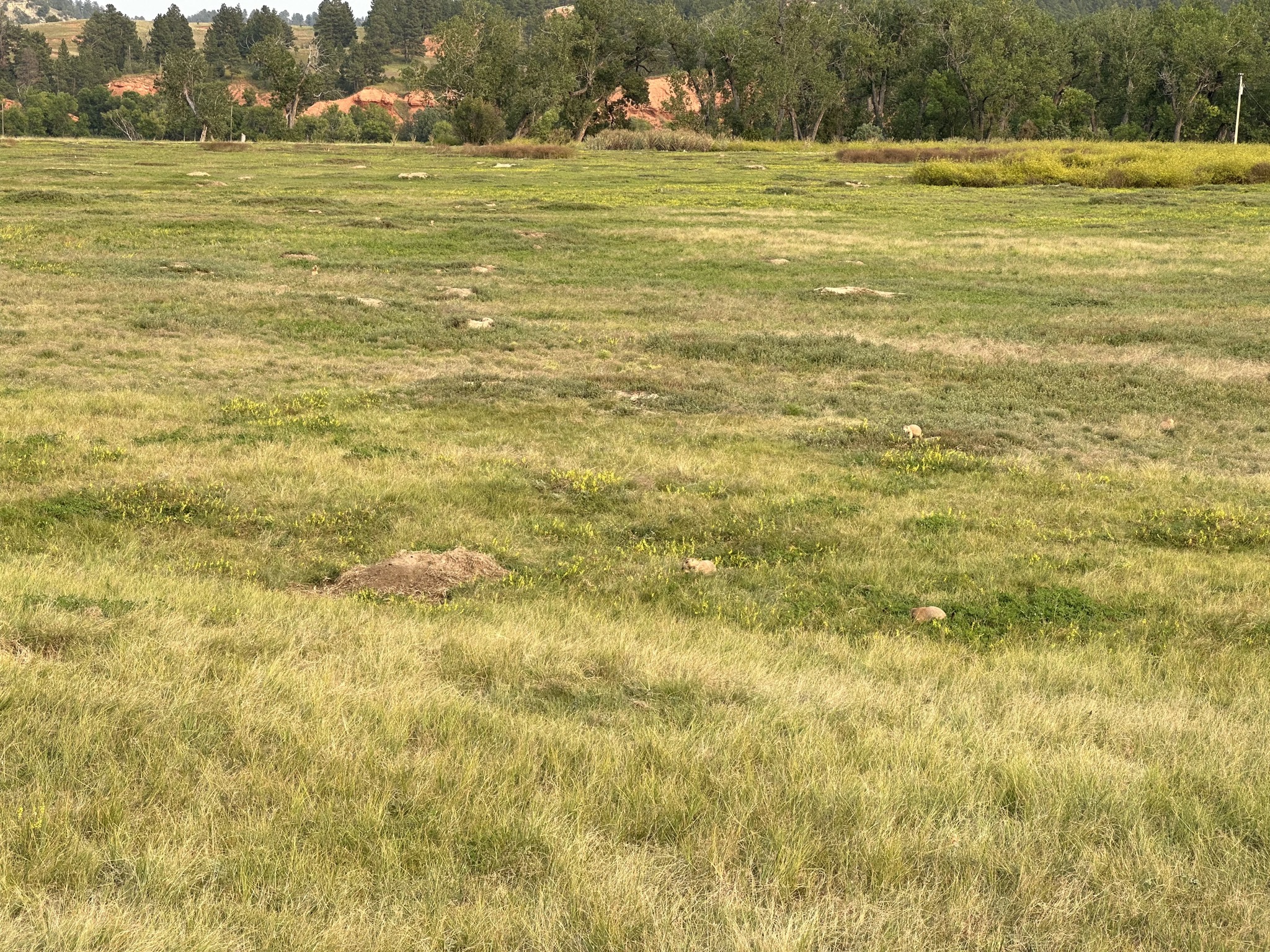 Prarie dogs