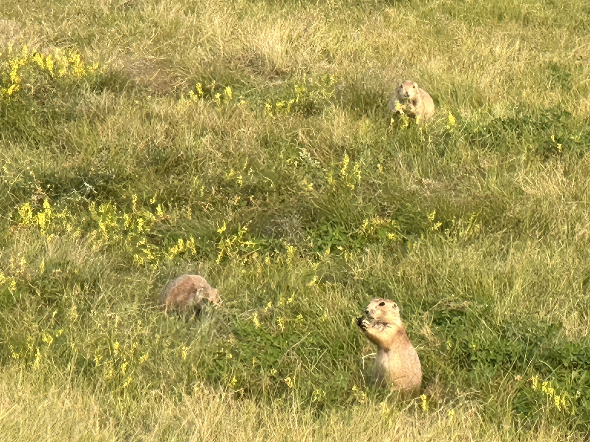 Prarie dogs