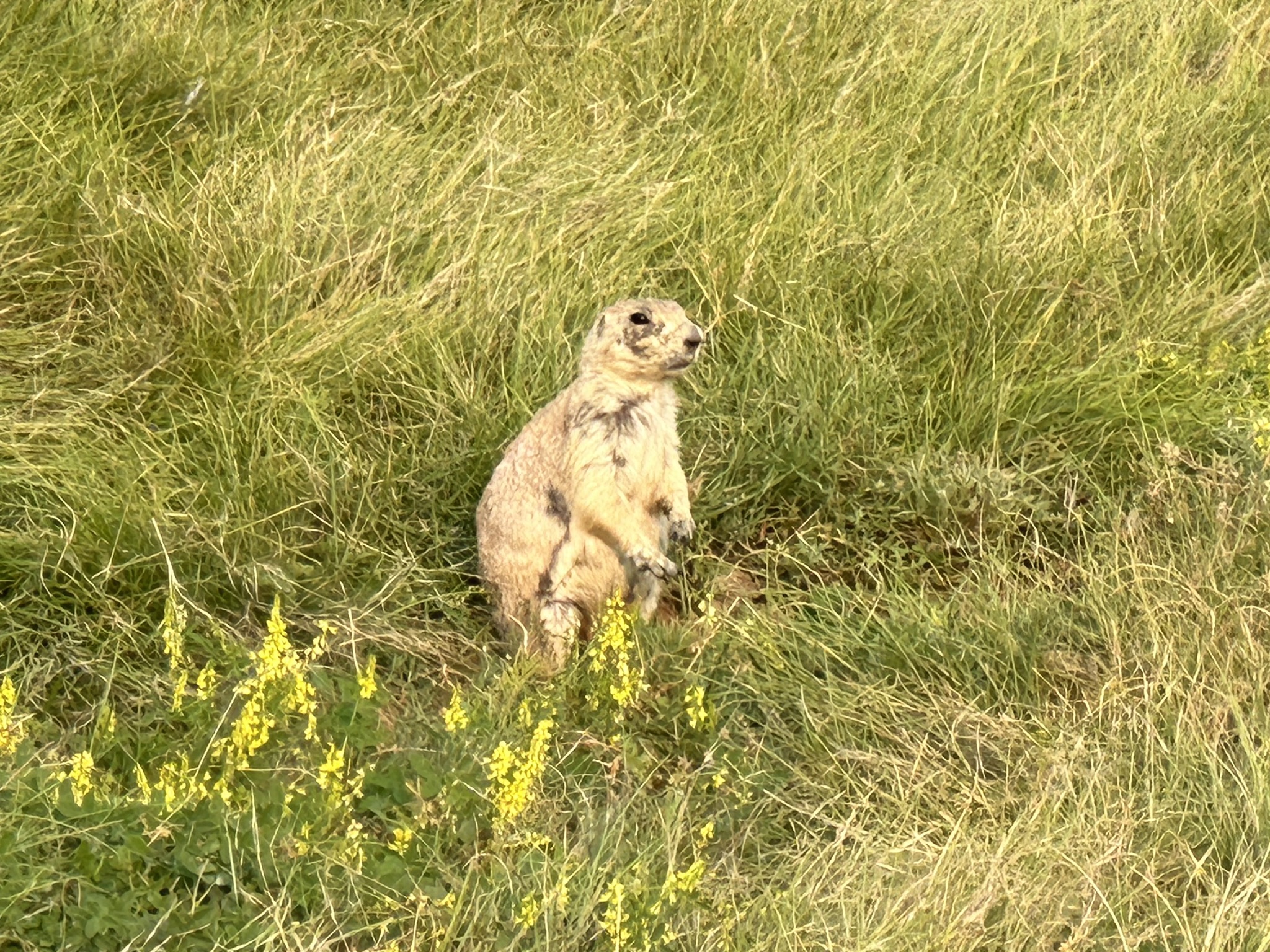 Prarie dogs