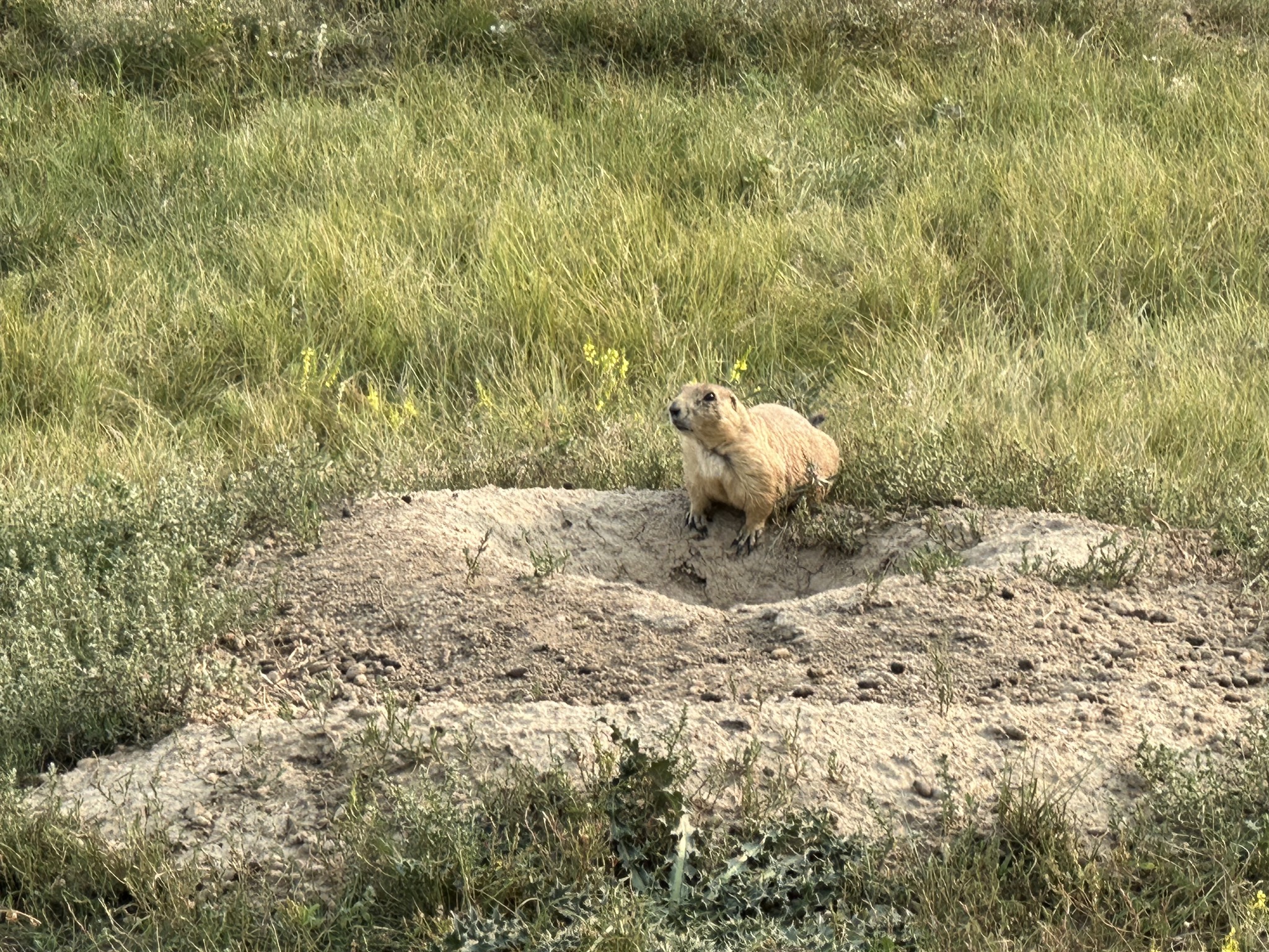Prarie dogs