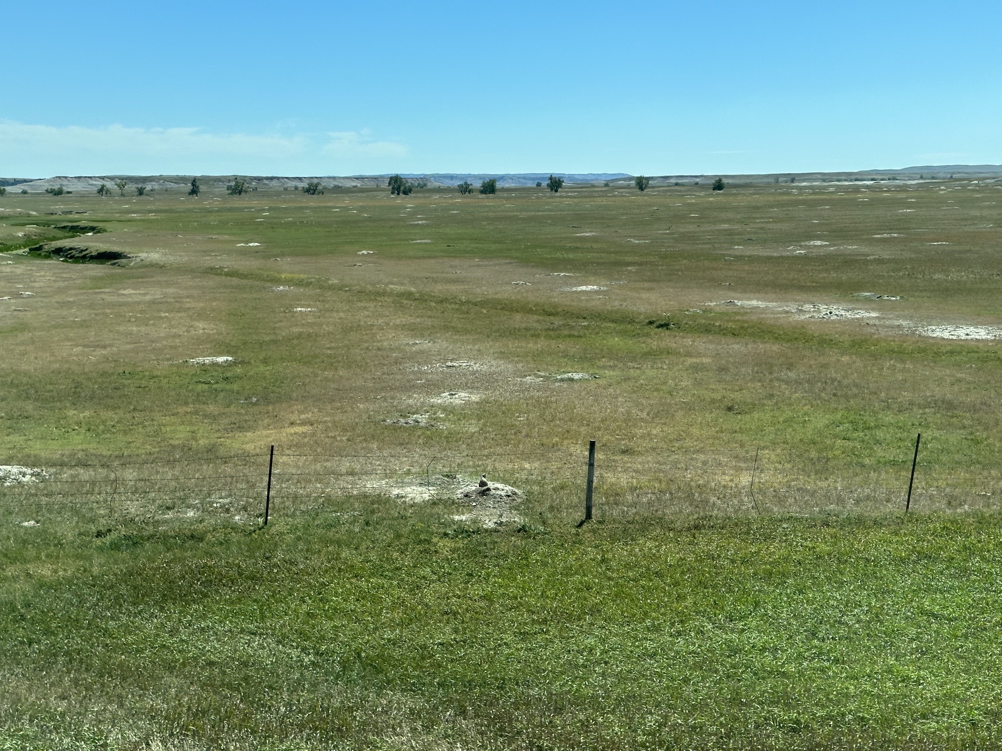 Prairie dog town