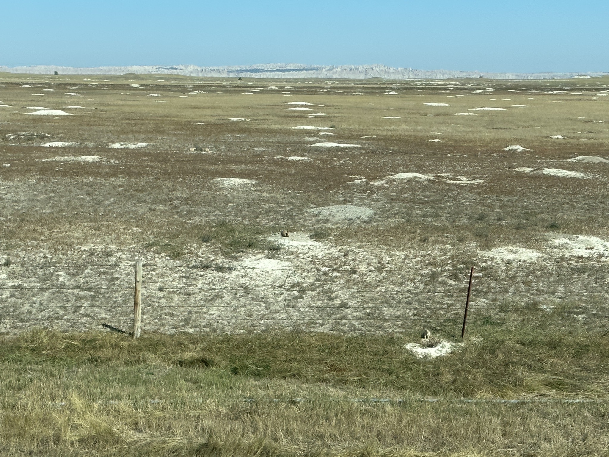 Prairiedog town