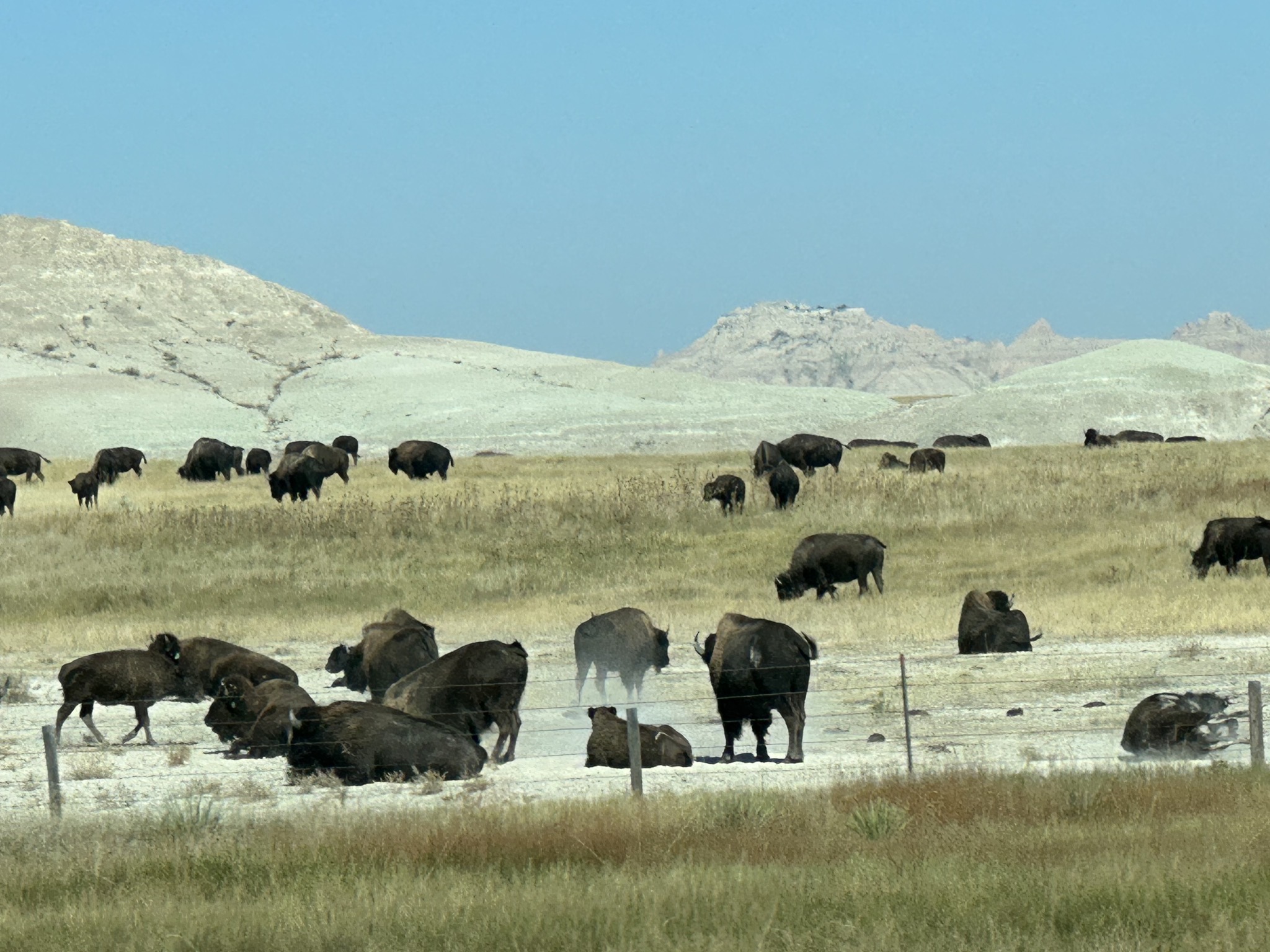 Bison