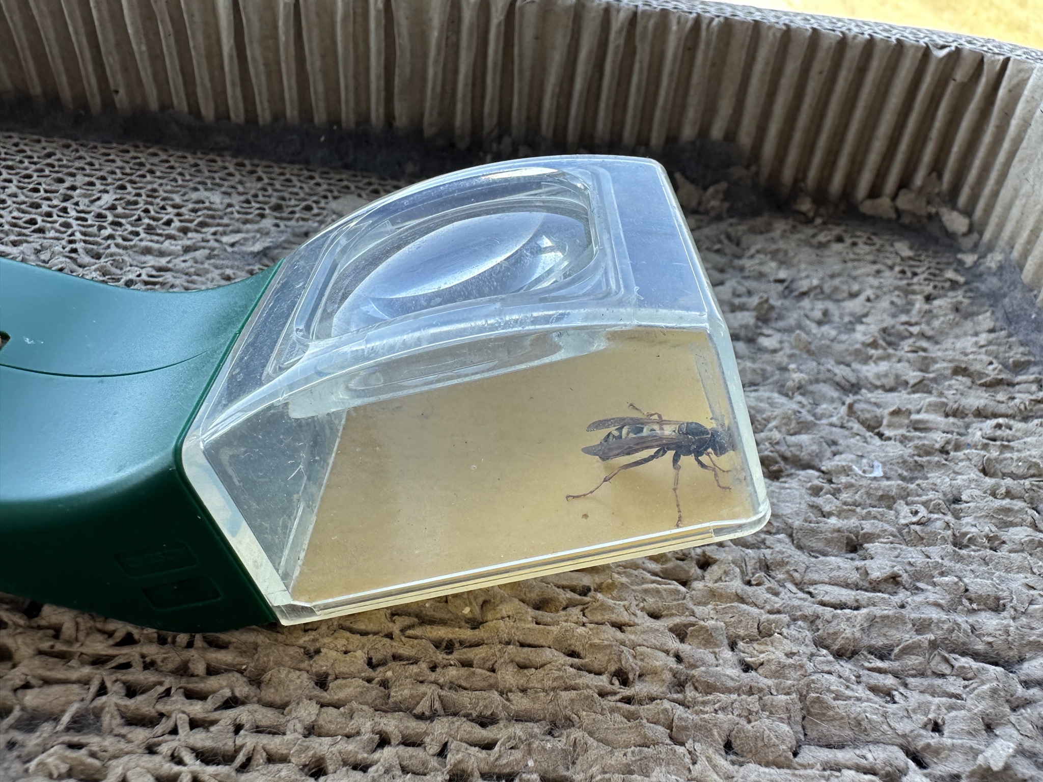 Wasp
