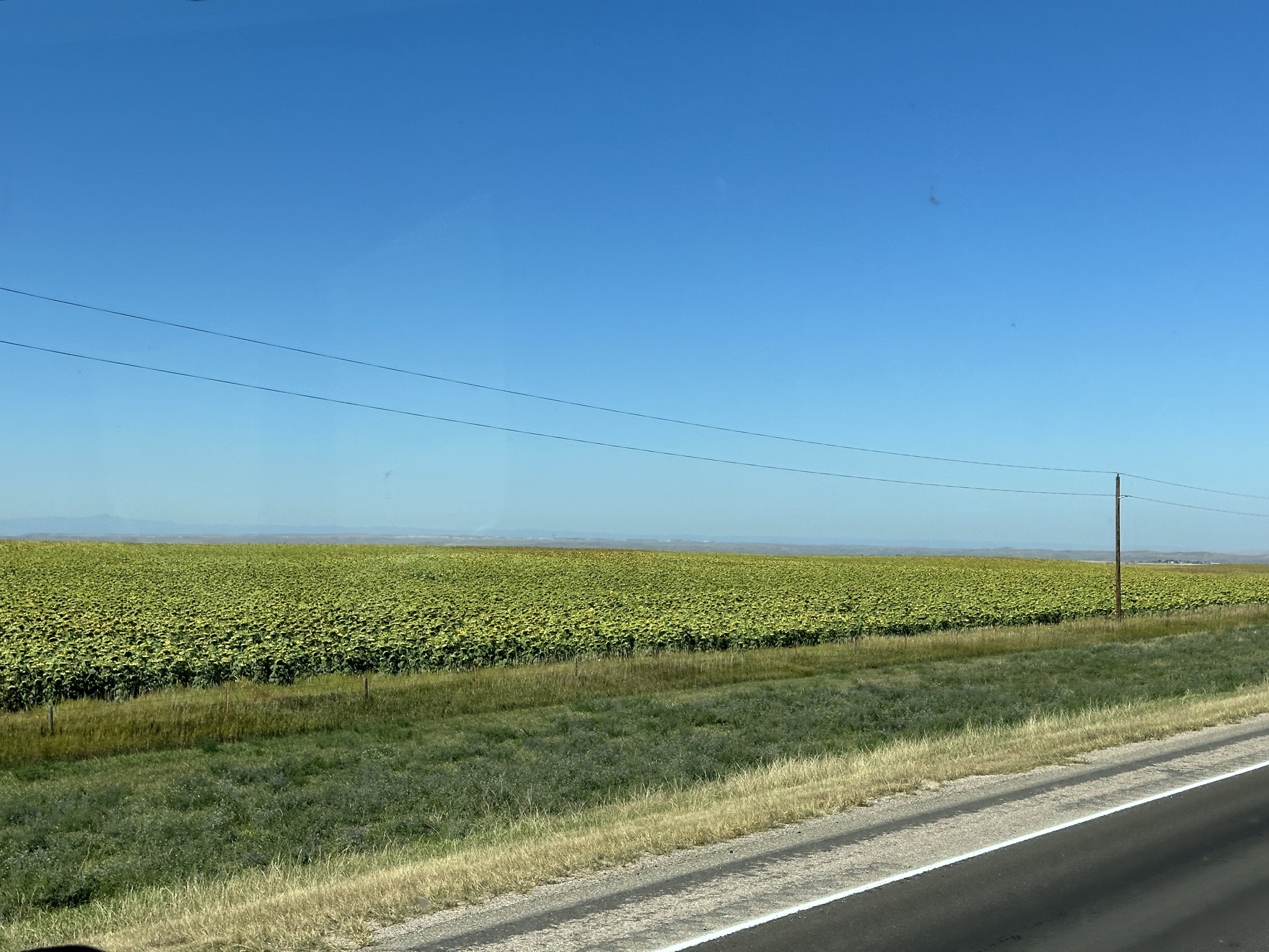 Big sunflower field going to seed