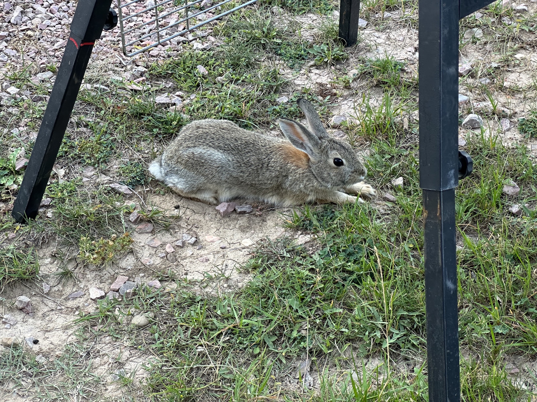 Rabbit