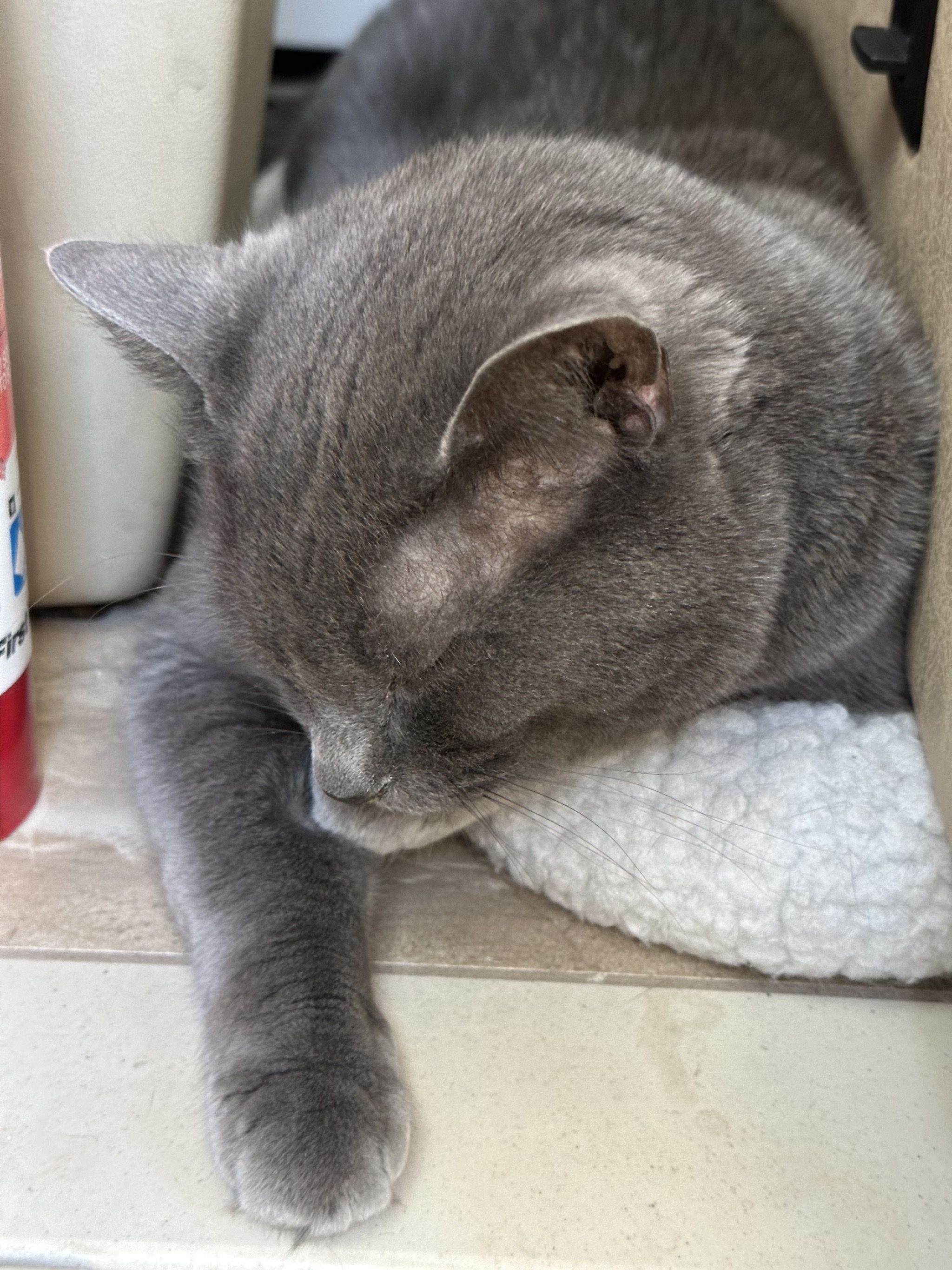 Paladin asleep