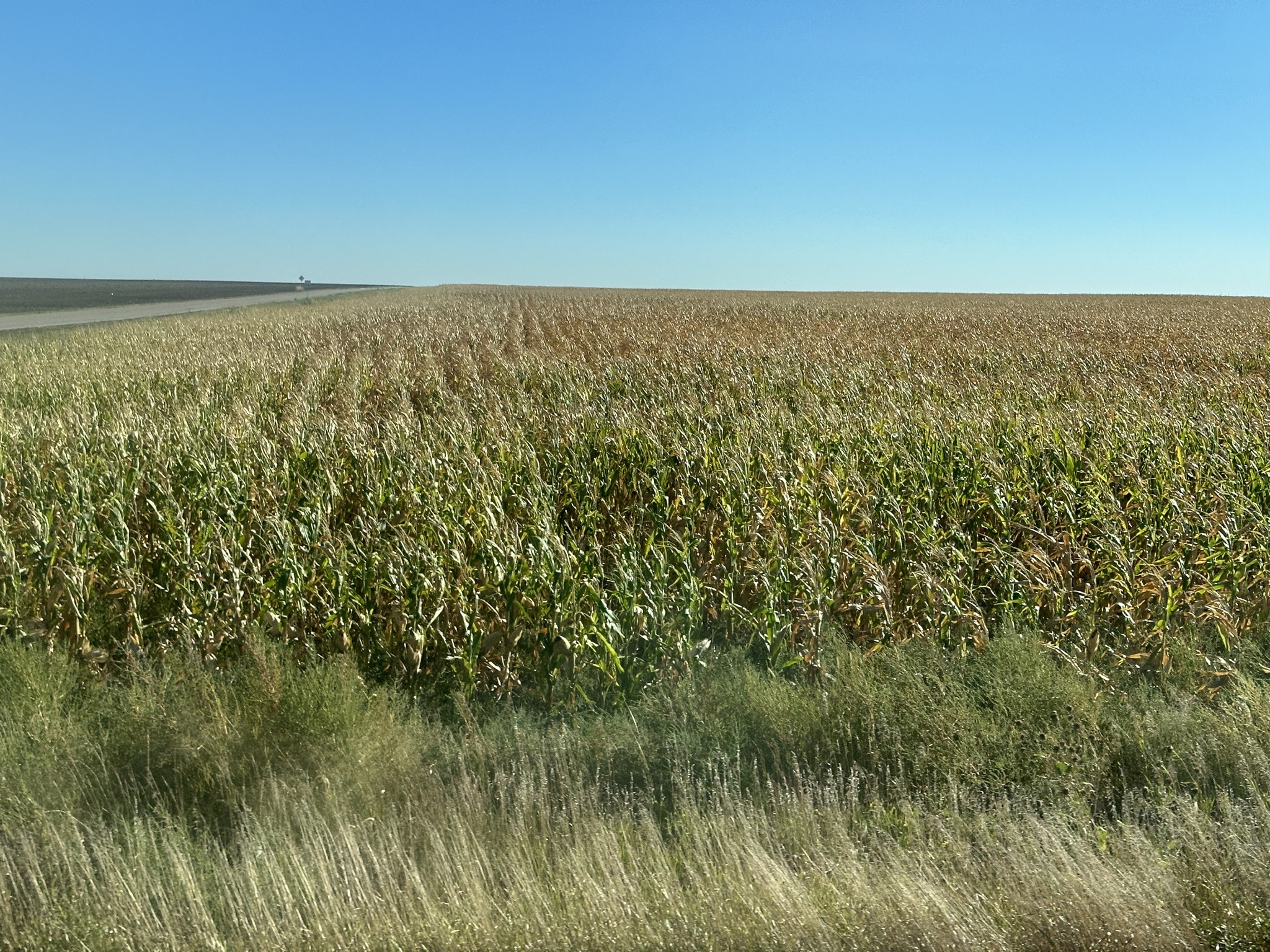 Oh look, more corn. So much corn