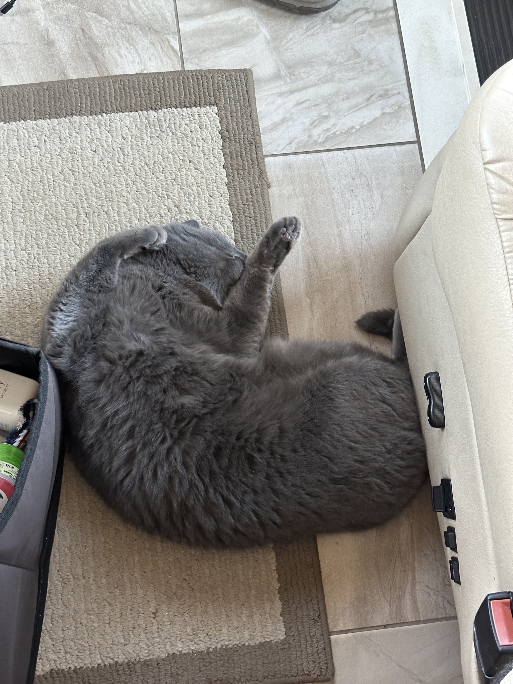 Paladin asleep