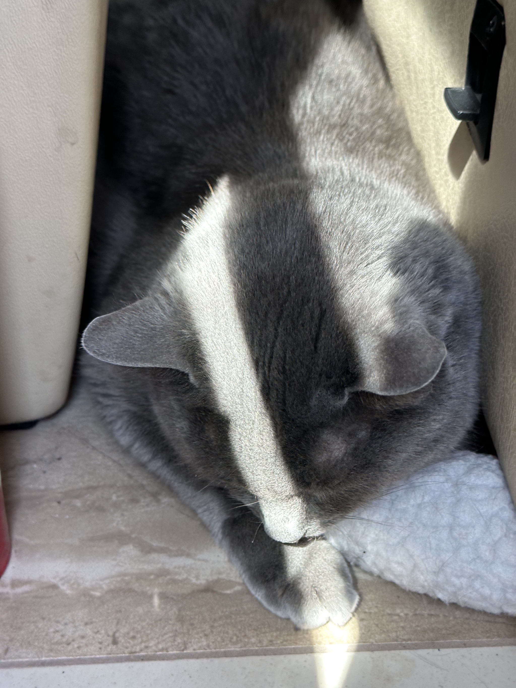 Paladin asleep