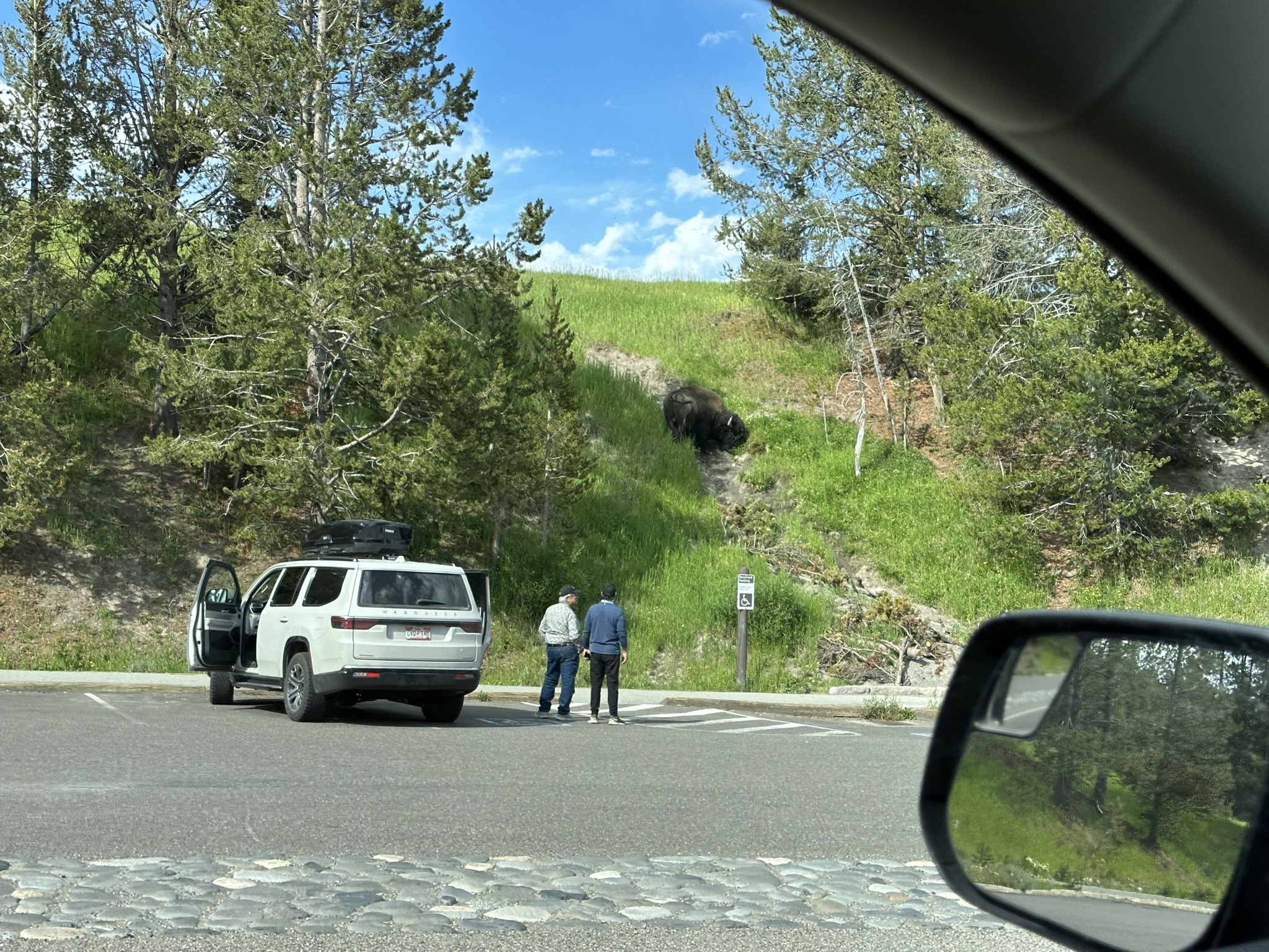 Bison and stupid people